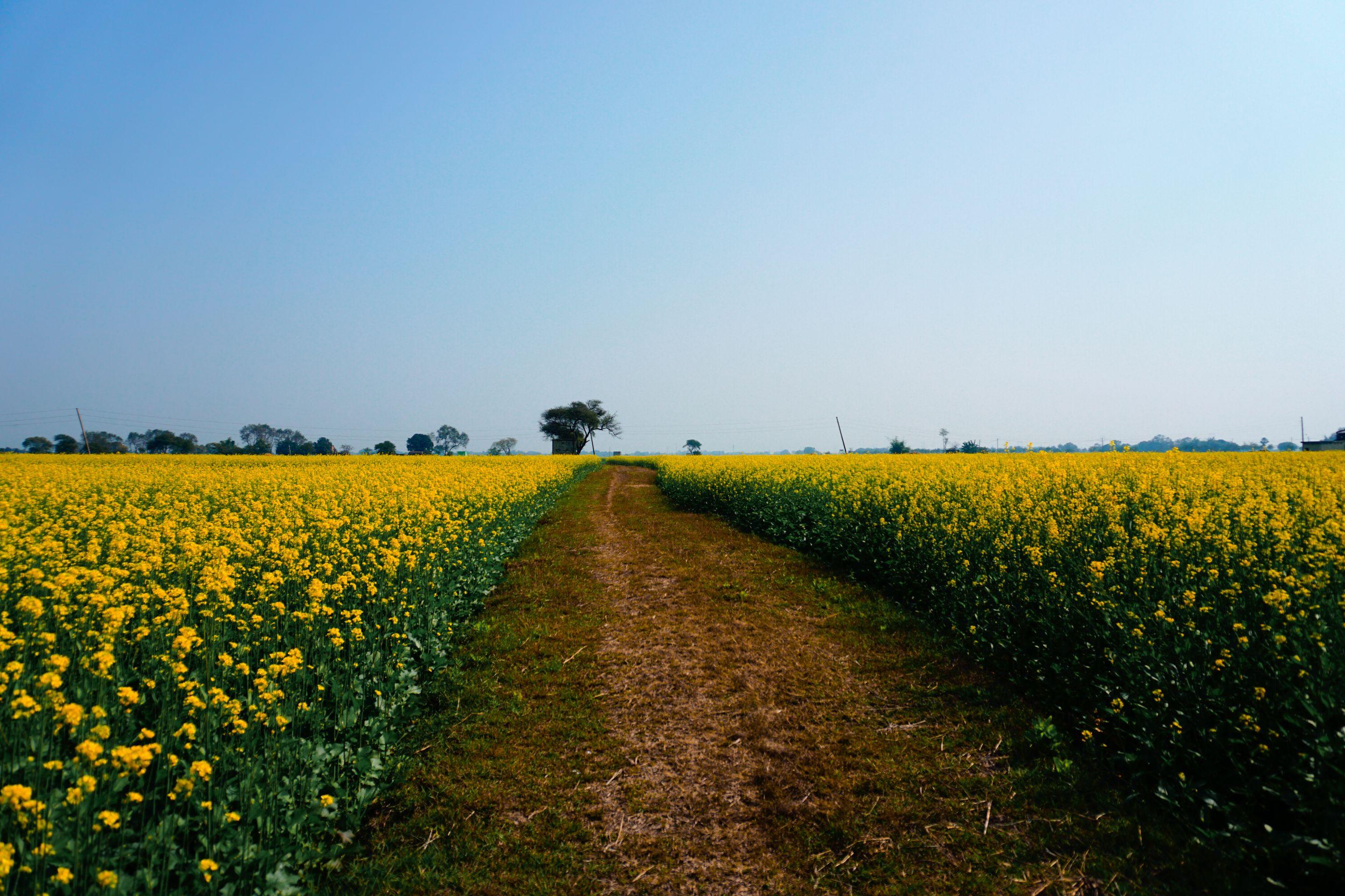 A track running between fields of yellow flowers toward a single tree on the horizon