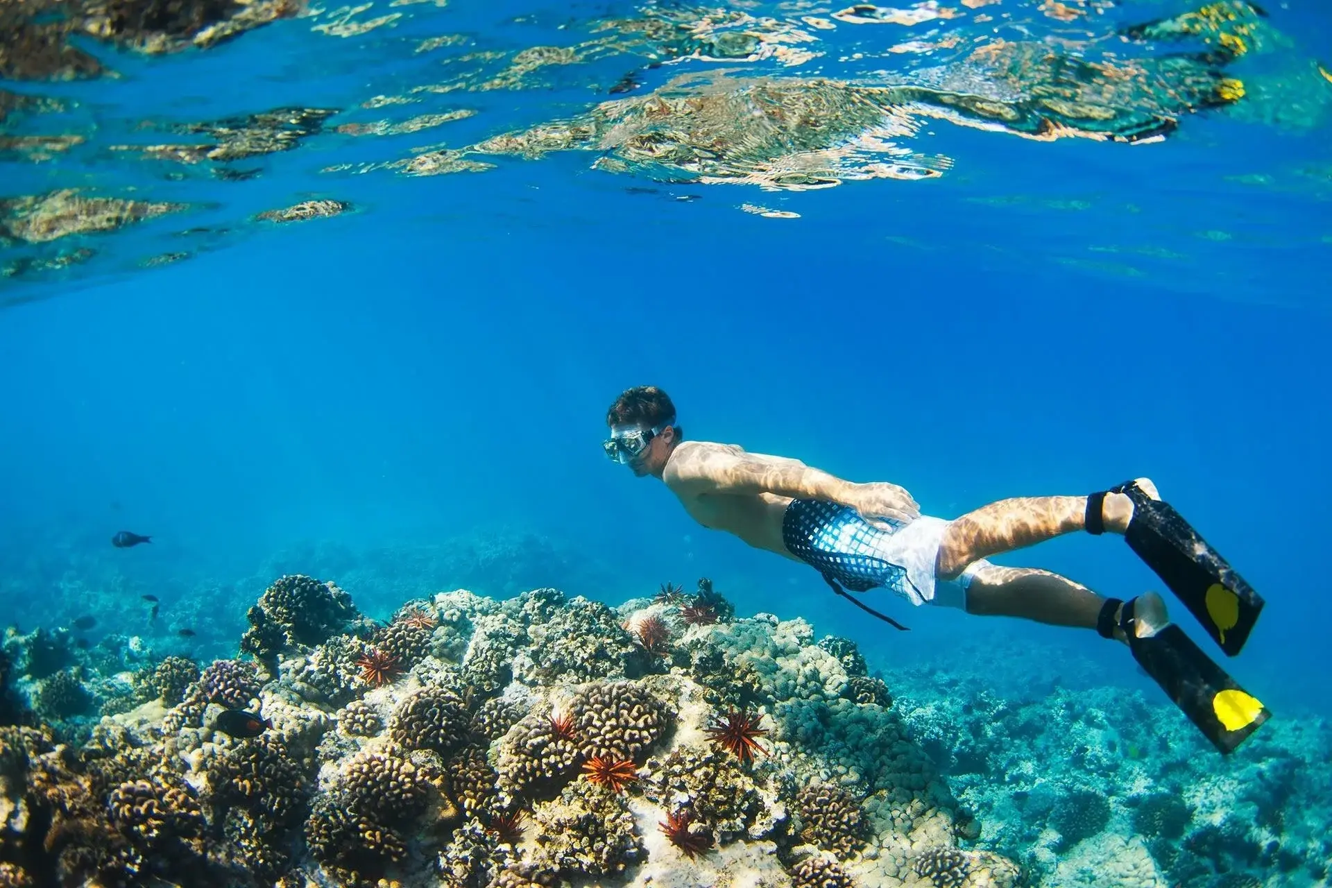 Maui Recovery — image 14