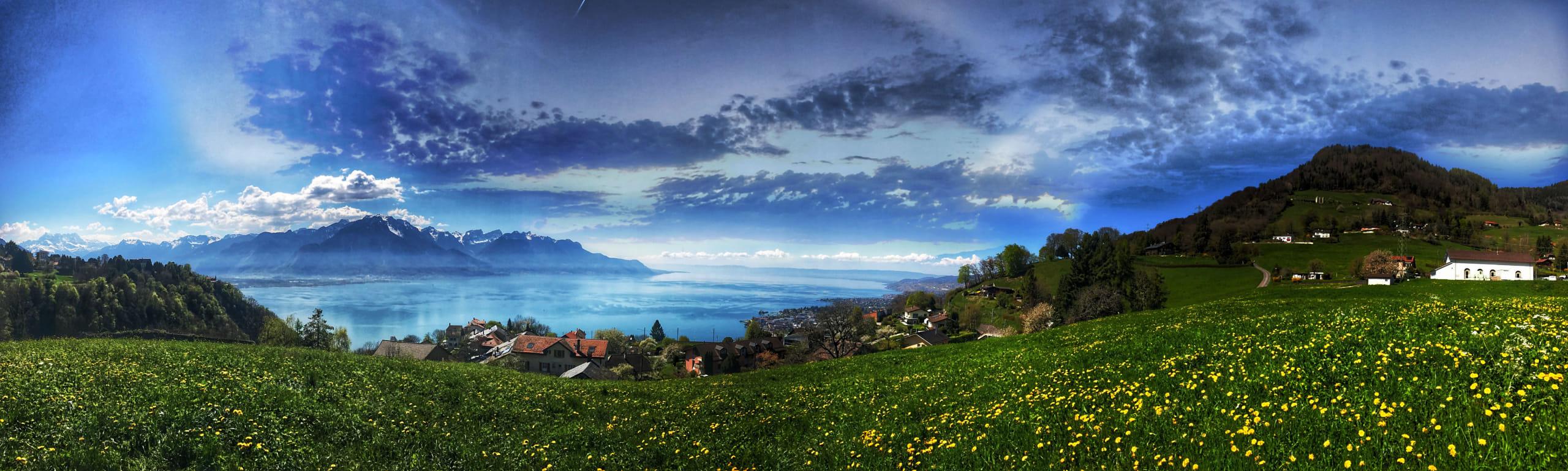 A meadow of spring dandelions on a high Swiss slope, the lake below it running out towards snow-topped ridges