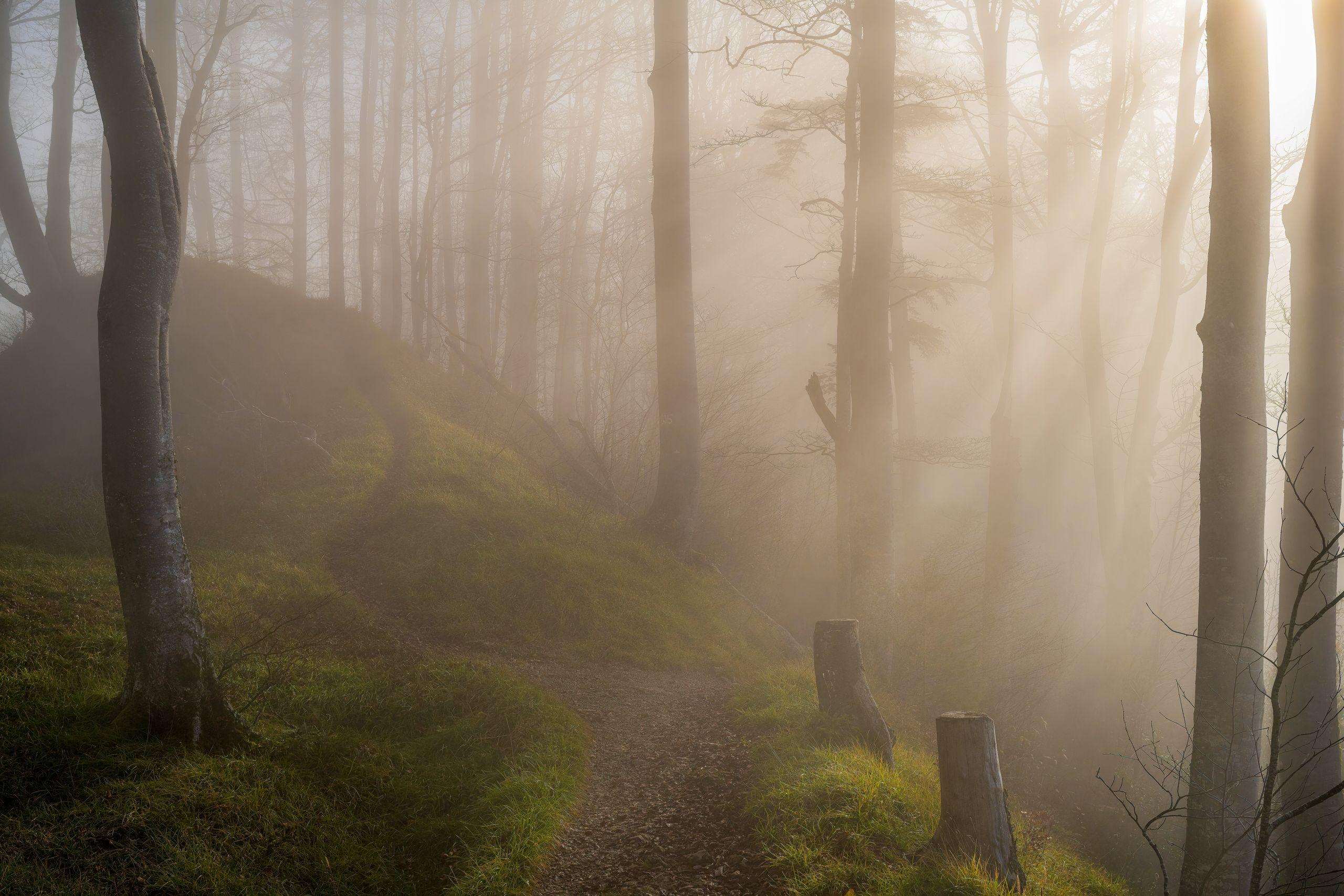 A footpath climbing through a stand of bare trees as morning mist lifts in low sunlight