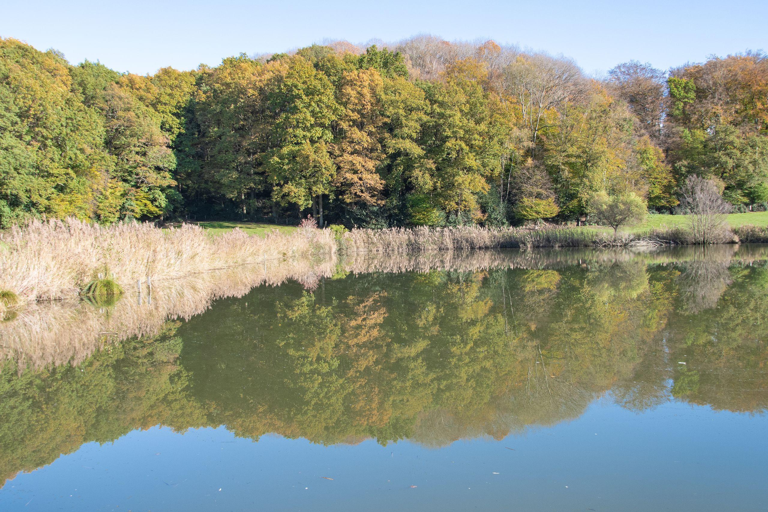 A still lake reflecting a line of trees under soft daylight, with tall grasses along the shore