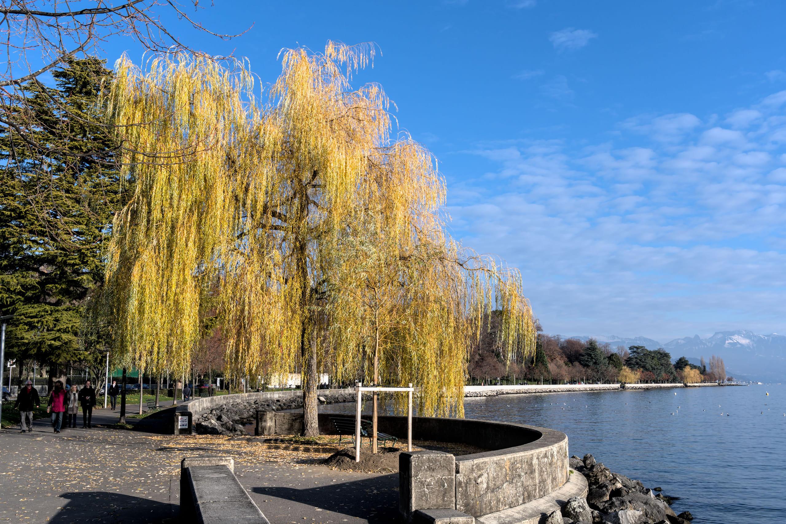 A golden weeping willow on a Swiss lakeshore, the far mountains pale under a clear blue sky