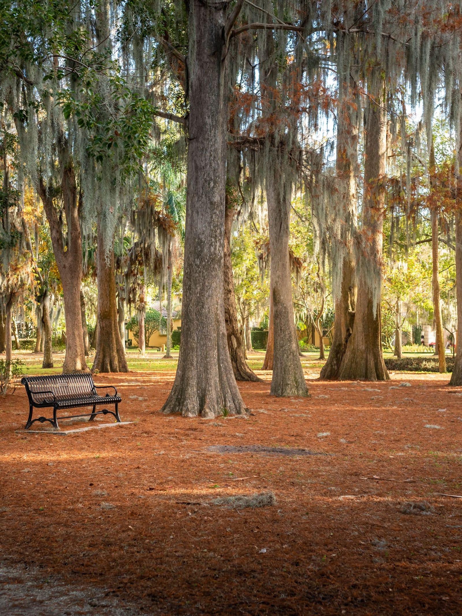 Cypress trees hung with Spanish moss in warm afternoon light