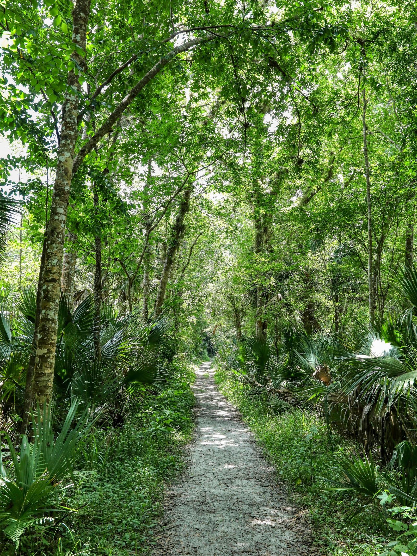 A quiet trail under a green forest canopy