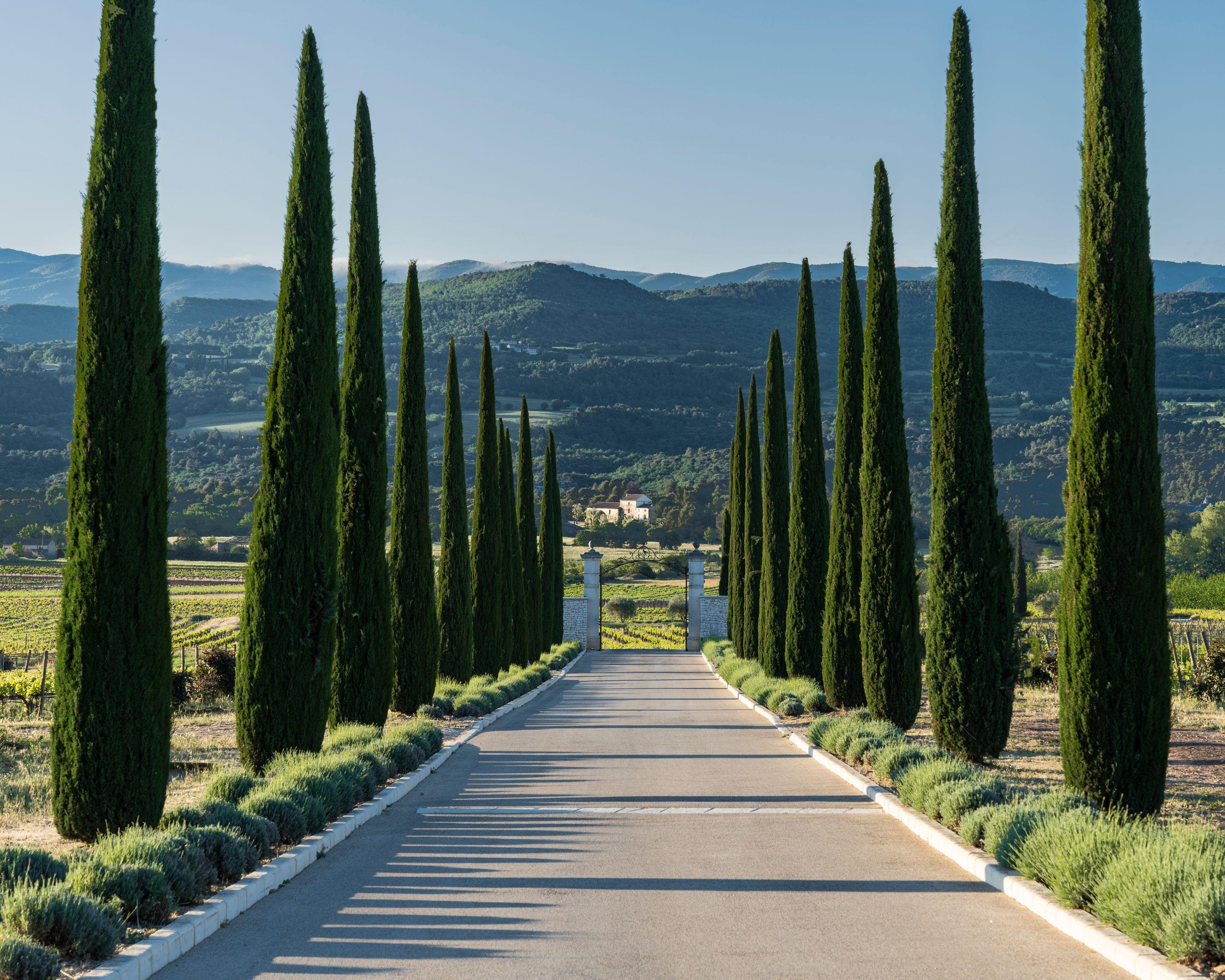 A straight avenue lined with cypress trees and lavender, green hills in the distance under a blue sky