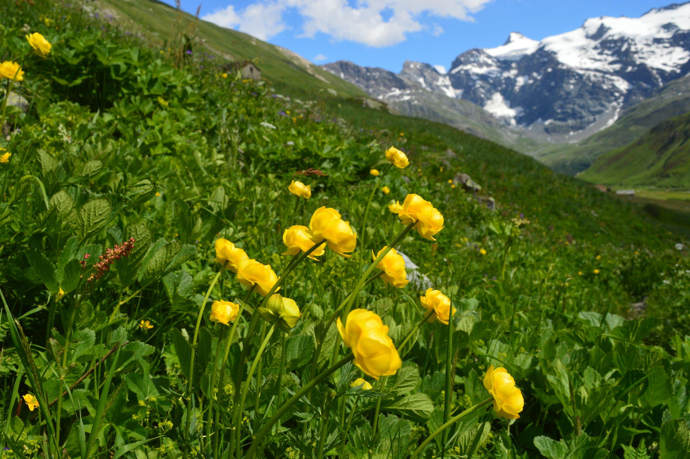 Yellow globeflowers across a green alpine slope, snow-capped peaks and blue sky beyond