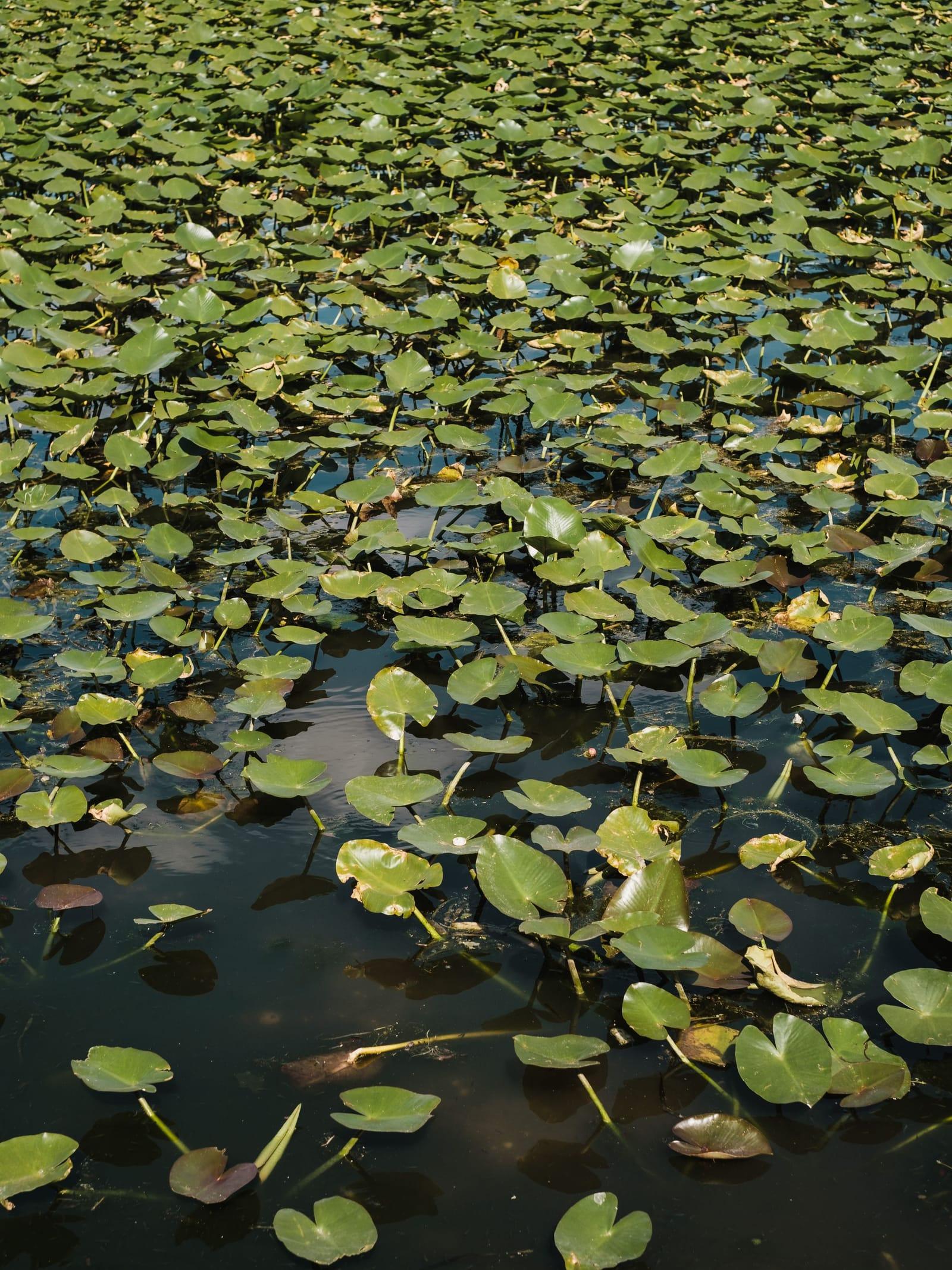 A calm pond covered in water lilies