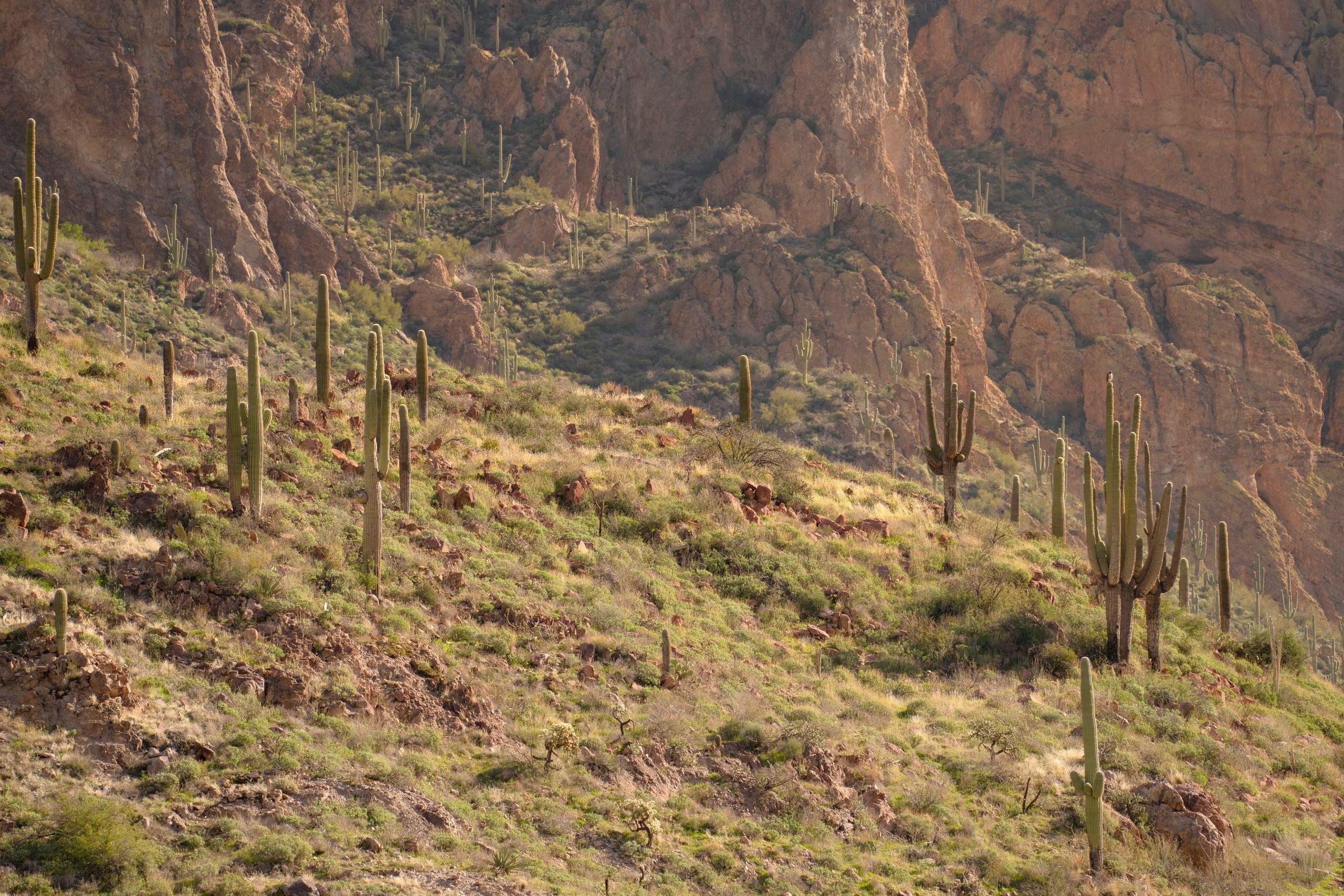 Saguaro cacti on a rocky Arizona hillside in warm evening light