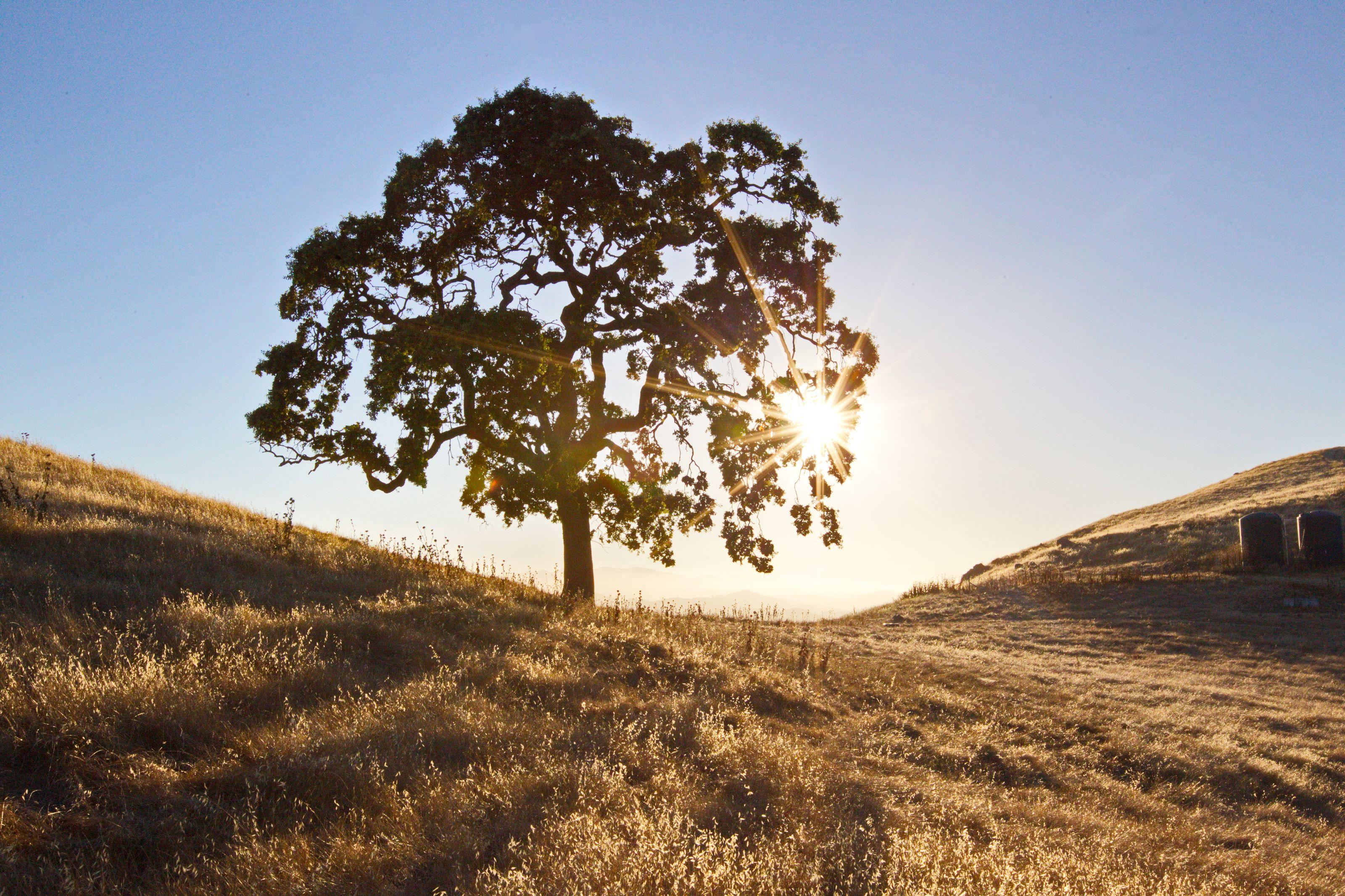 A lone valley oak on a dry golden hillside, the sun breaking through its branches