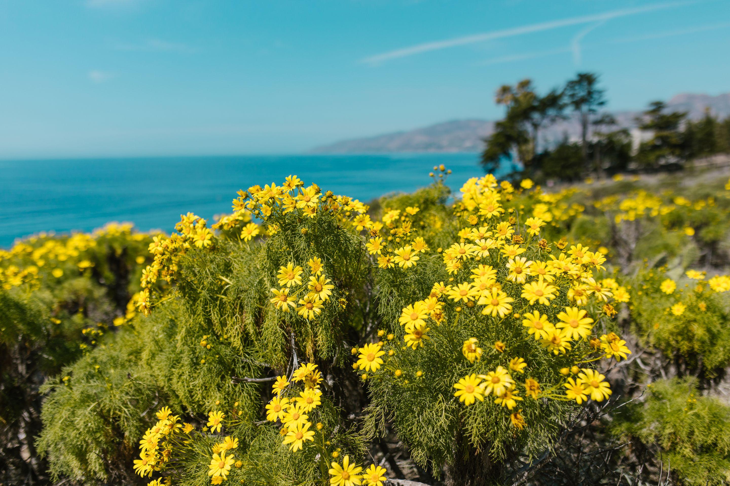 Yellow coastal daisies flowering on a bluff above a pale blue bay