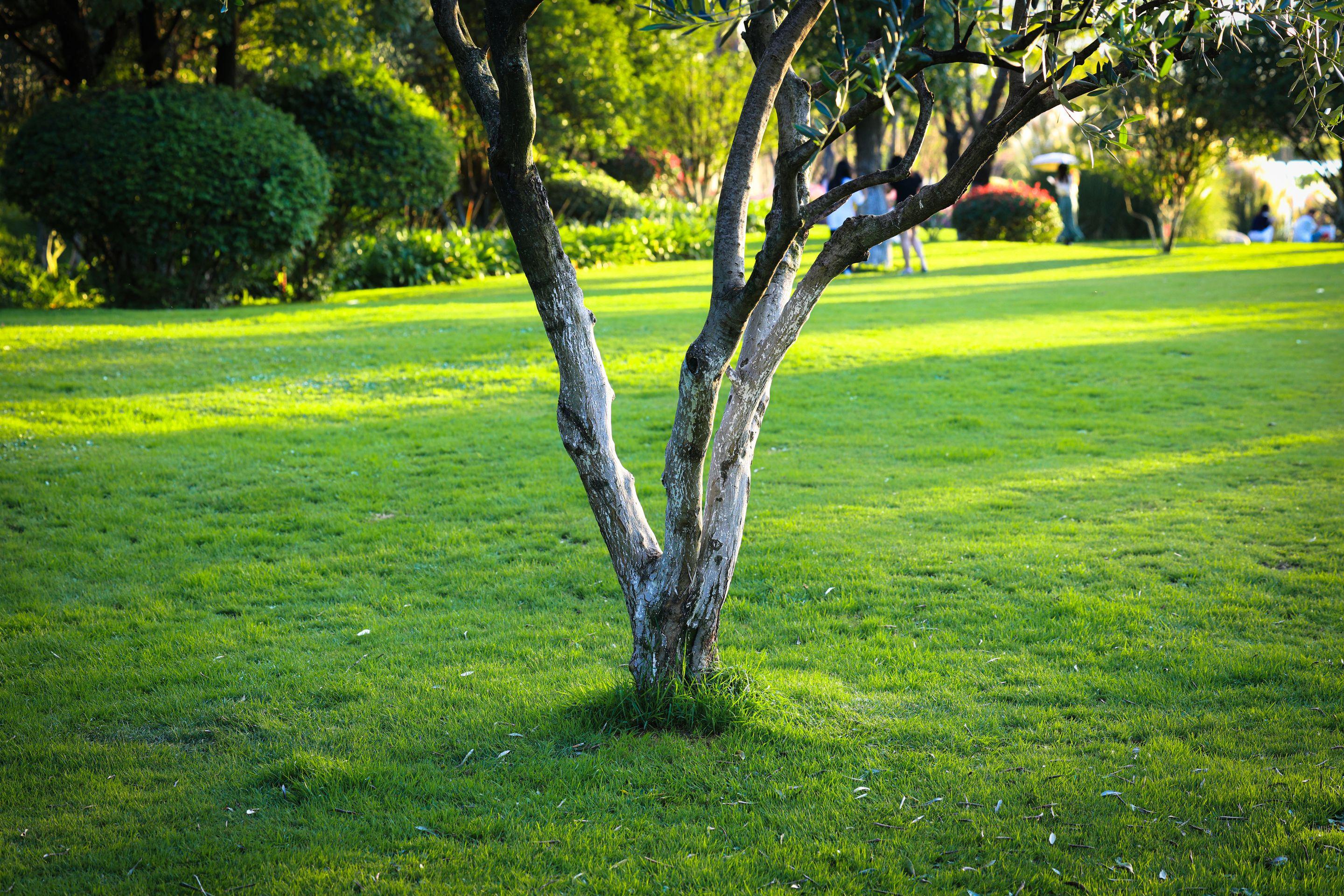 A young tree standing alone on a bright, freshly lit green lawn