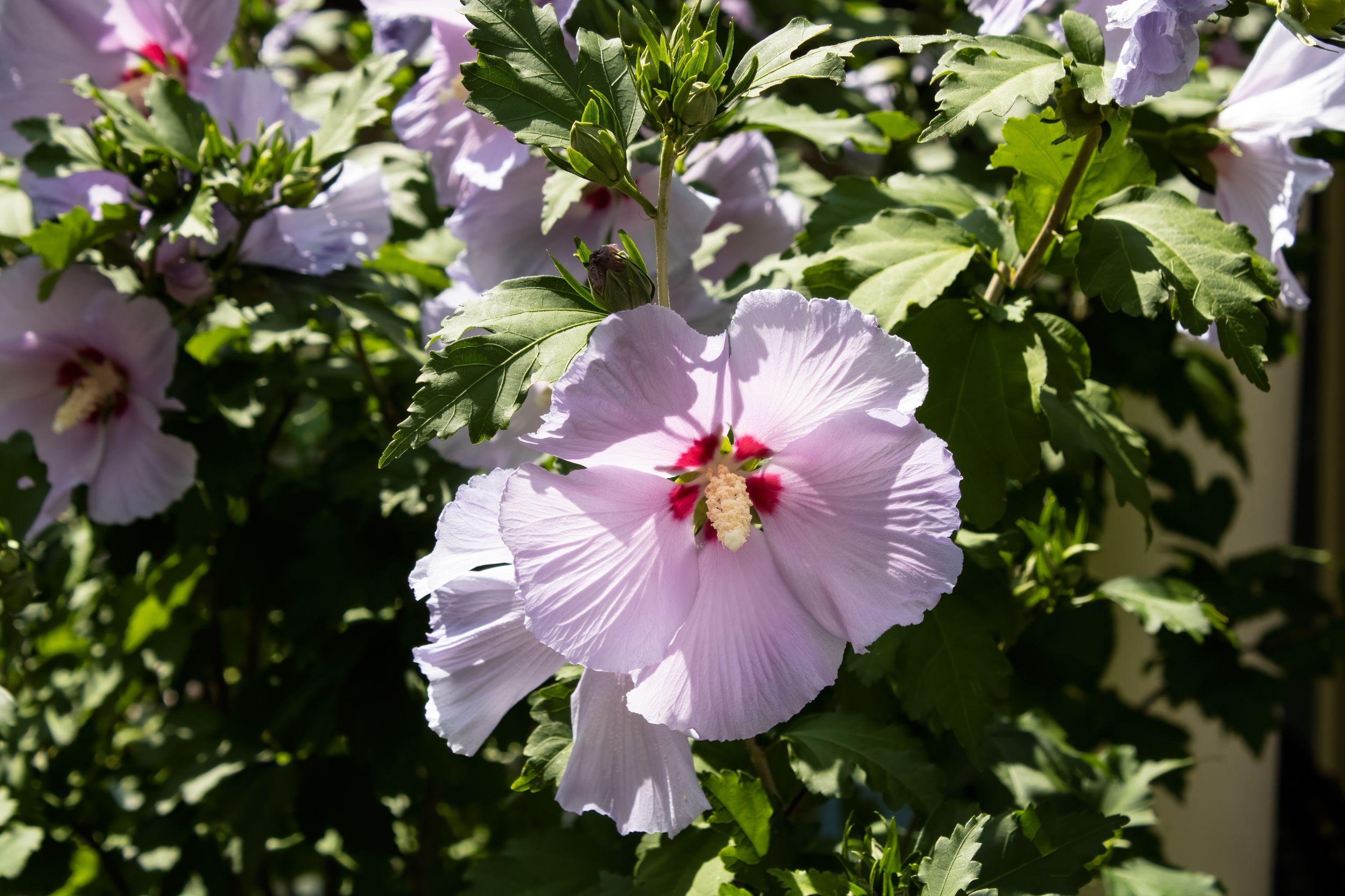Pale lilac hibiscus flowers open among green leaves in bright daylight