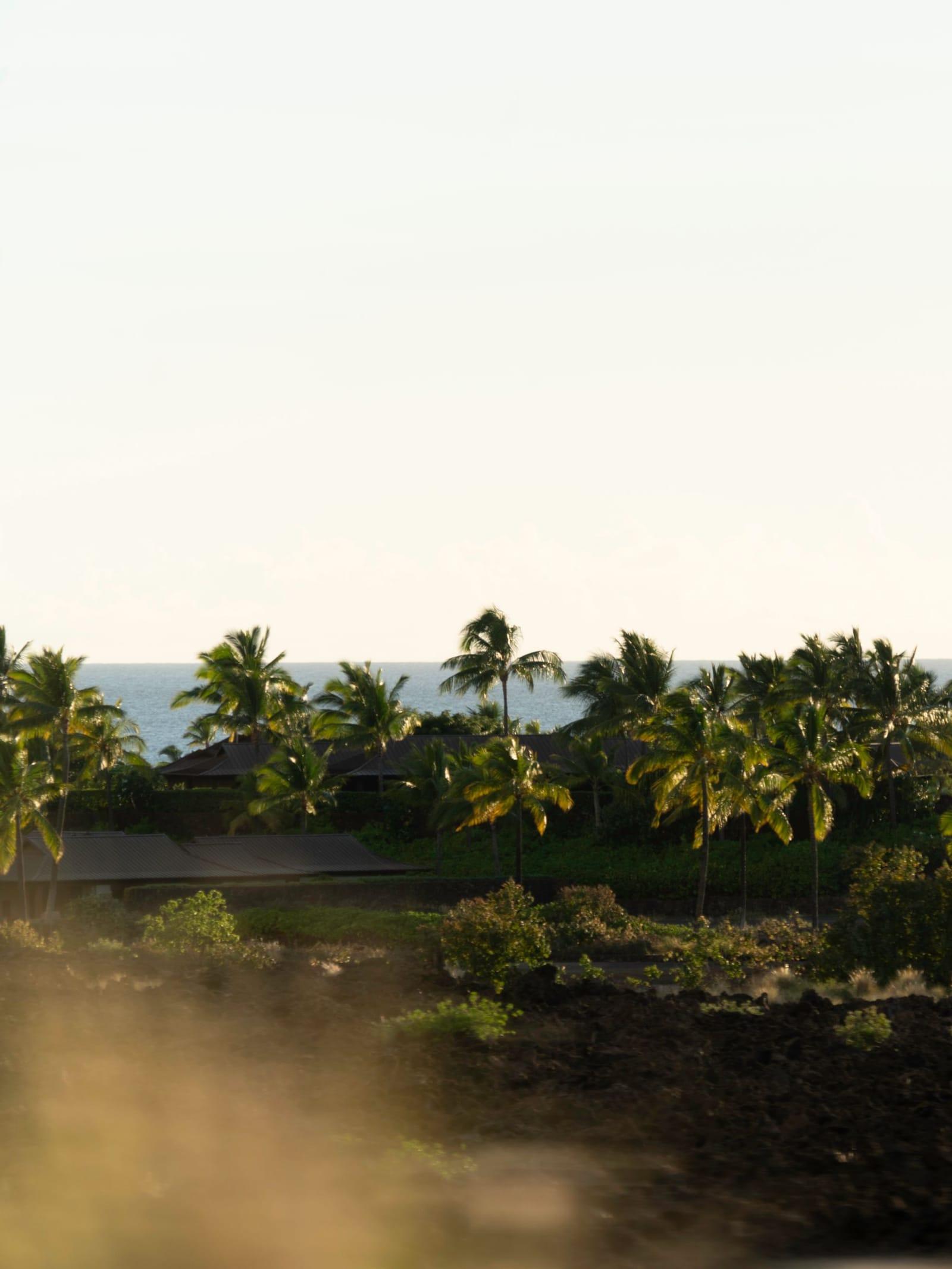 Palms against the ocean in a warm evening glow at Hilo, Hawaii Island