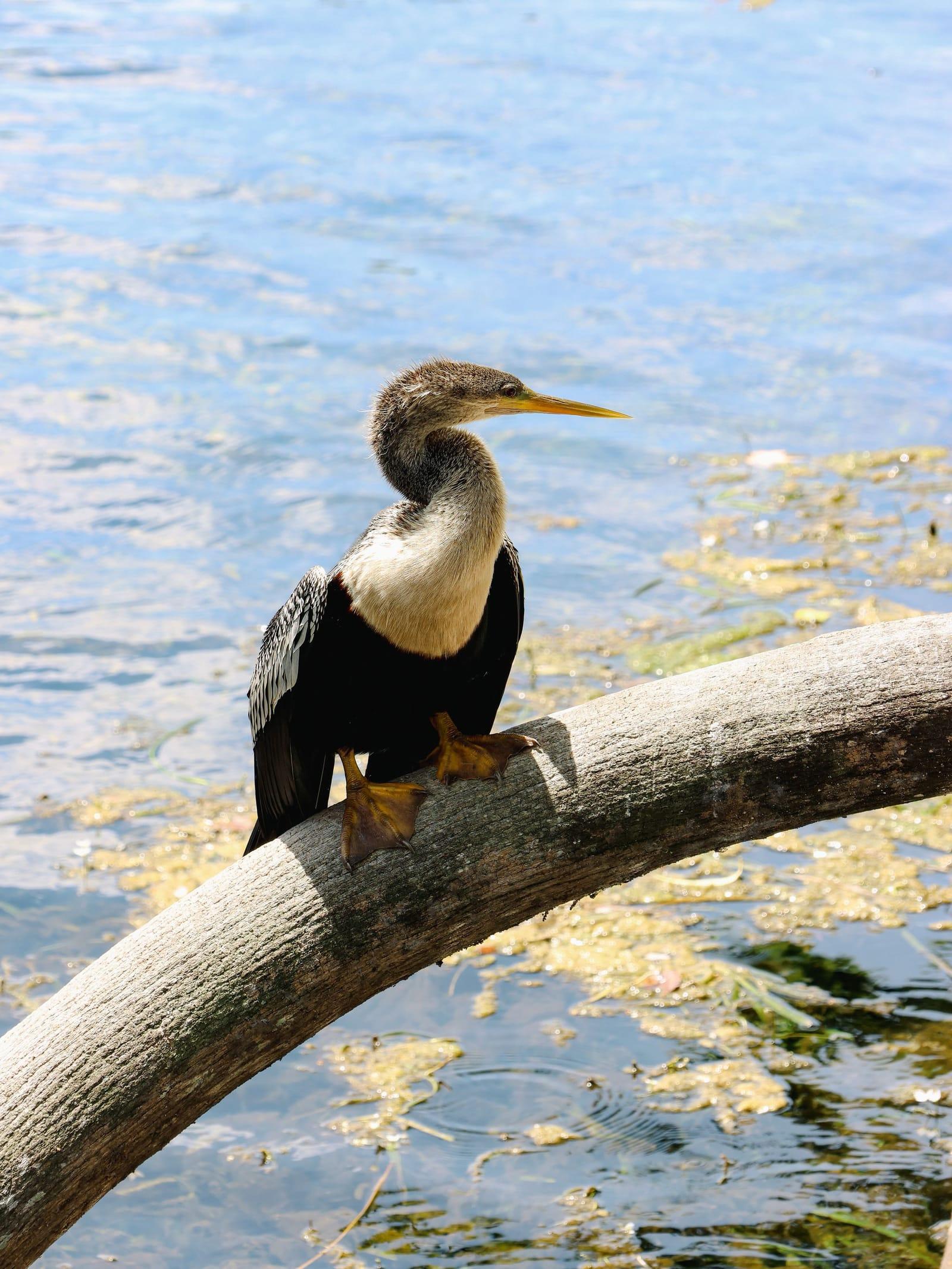 An anhinga rests on a curved branch over clear spring water at Silver Springs, Florida