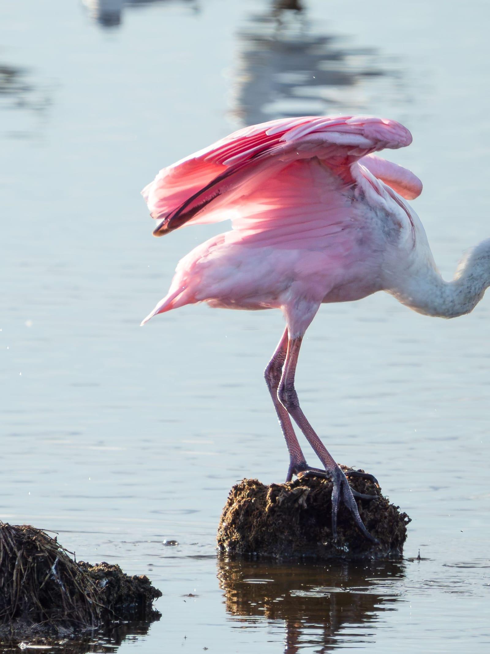 A pink roseate spoonbill stands on a rock in a bright Florida wetland