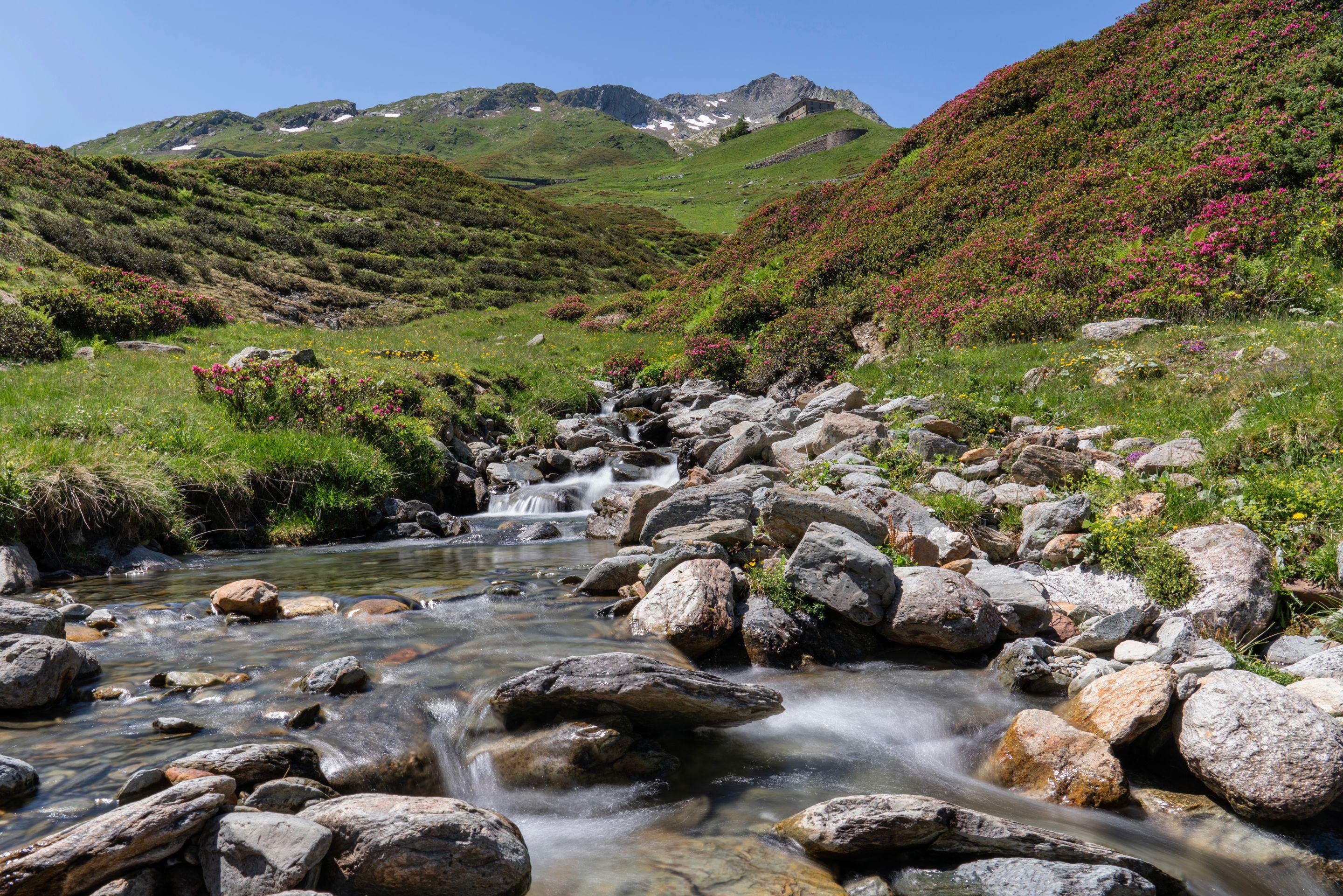 A clear stream running over stones through a green alpine meadow in bright sunlight