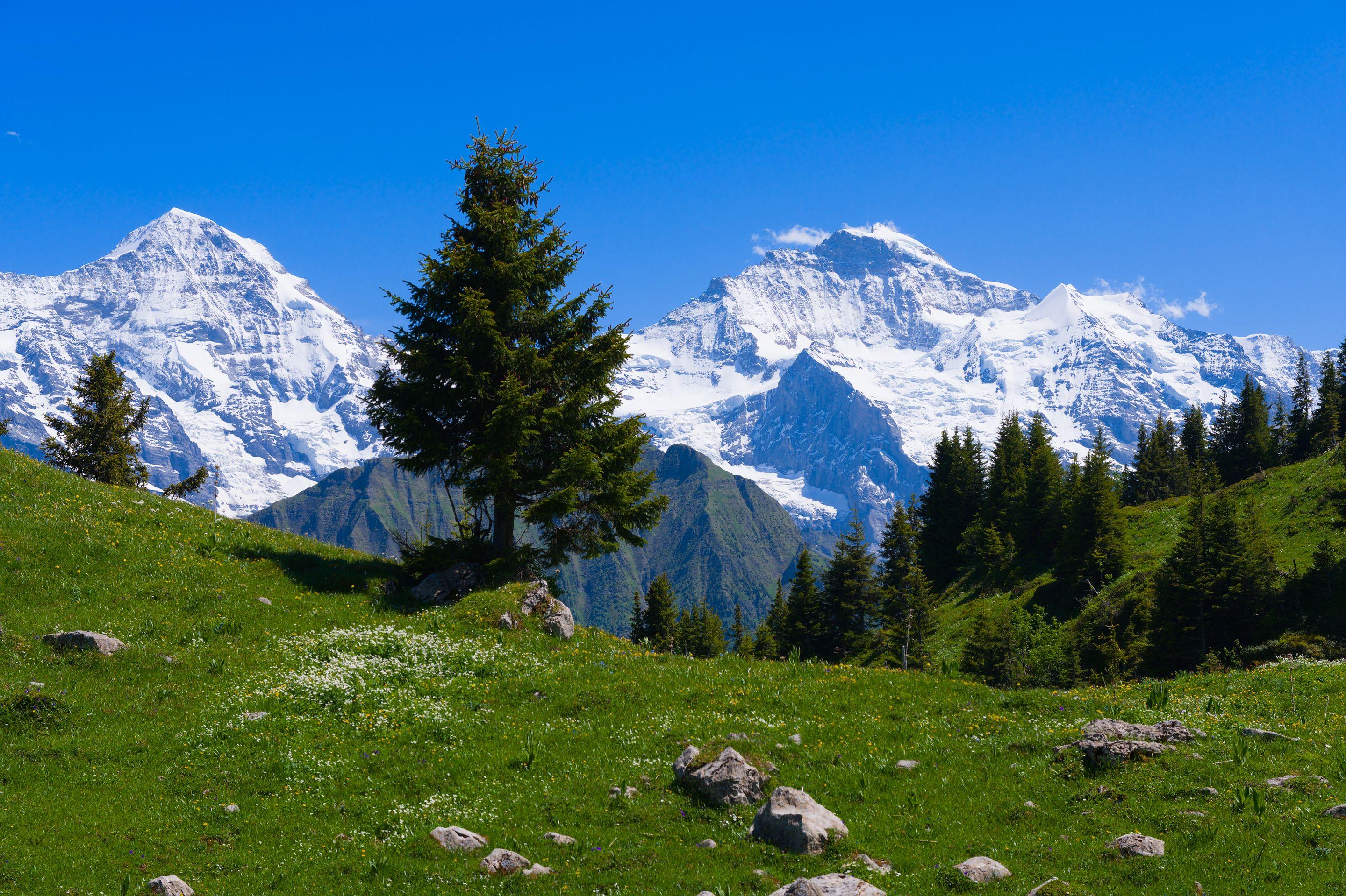 Snow-covered Alpine peaks under a deep blue sky, a single fir on a green meadow in the foreground