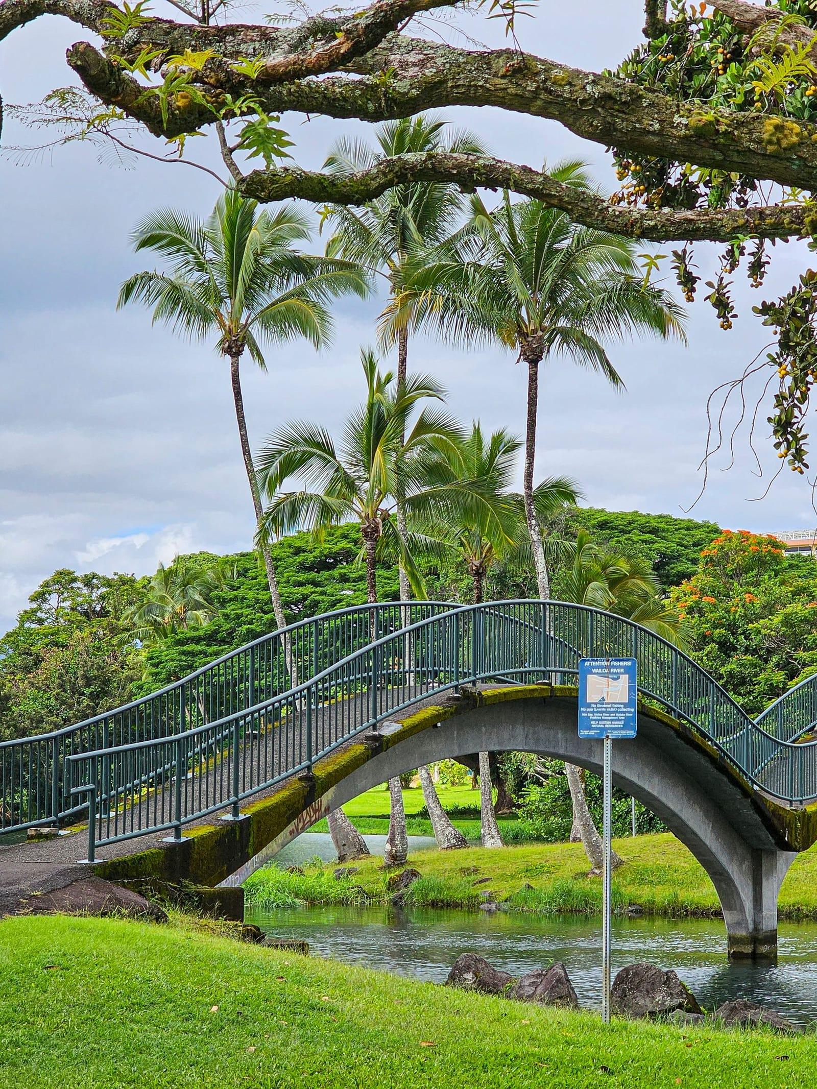 A curved footbridge over a pond among palms and lawns in a Hilo park