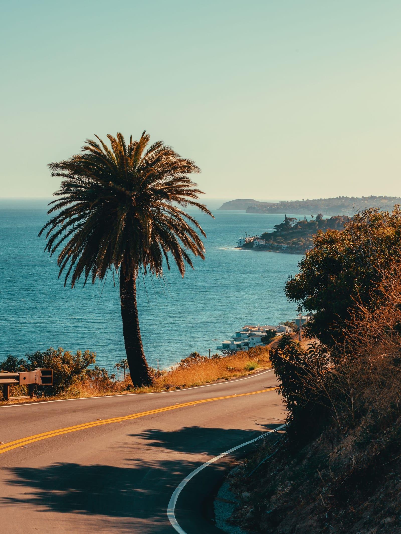 A tall palm beside the Pacific Coast Highway, the ocean beyond