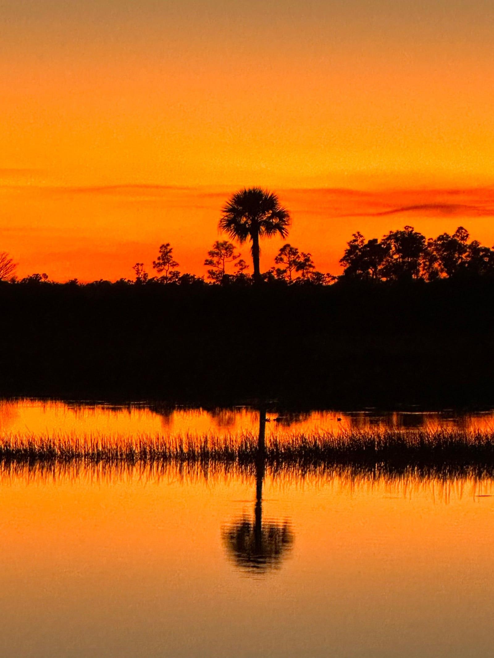 A lone palm reflected in still wetland water at a golden sunset