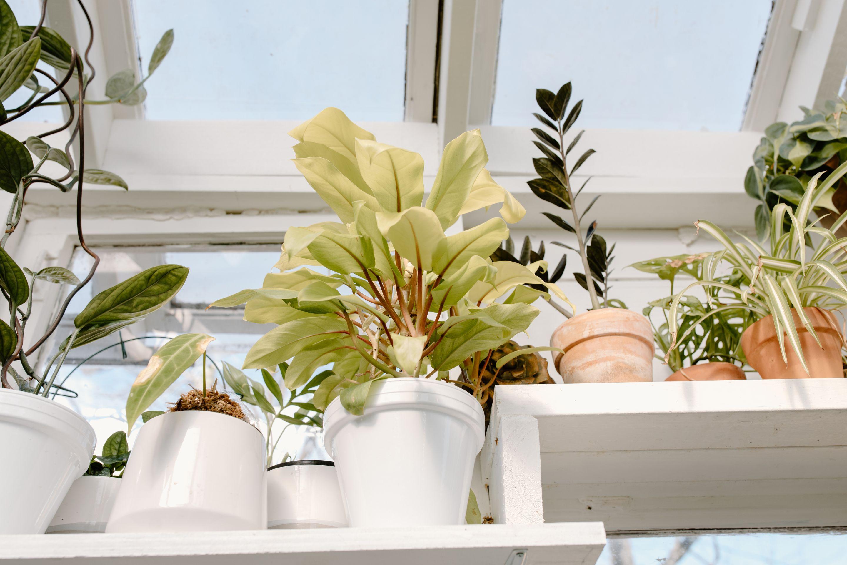 Green plants in white pots along a bright windowsill in strong daylight