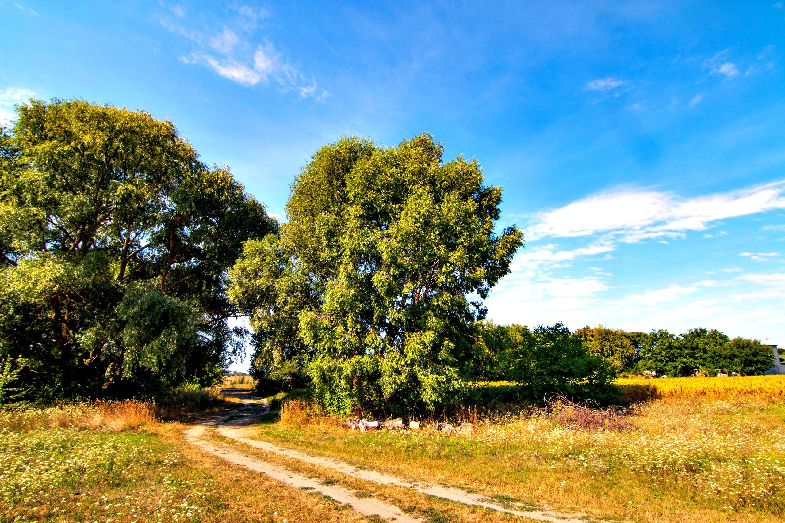 A grassy path curving past lush green trees under a bright blue summer sky