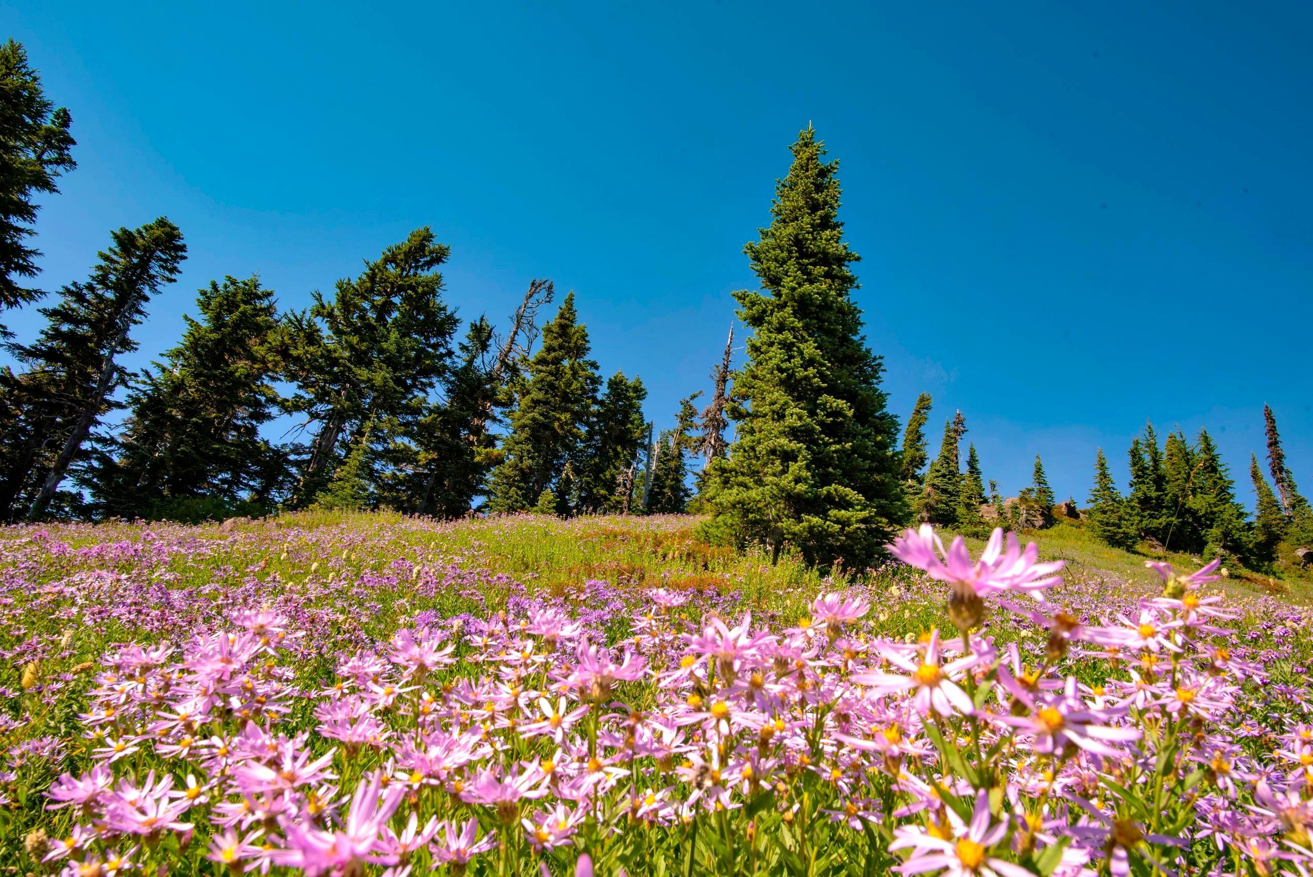 A bright wildflower meadow in full bloom under a clear blue sky, with green pines in the distance