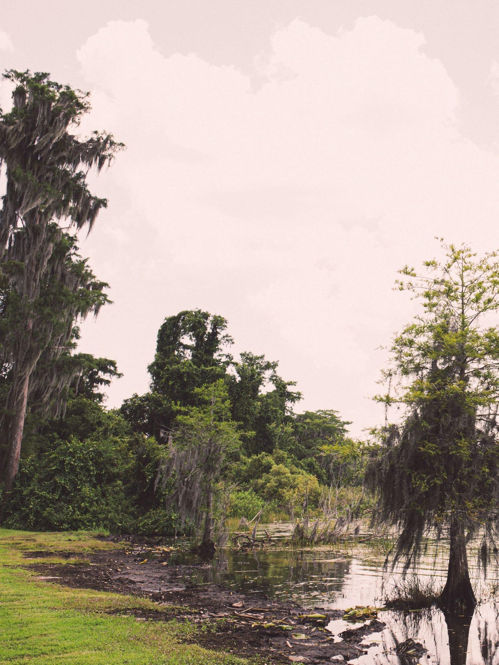 Cypress trees along a lakeshore under a soft, clouded sky
