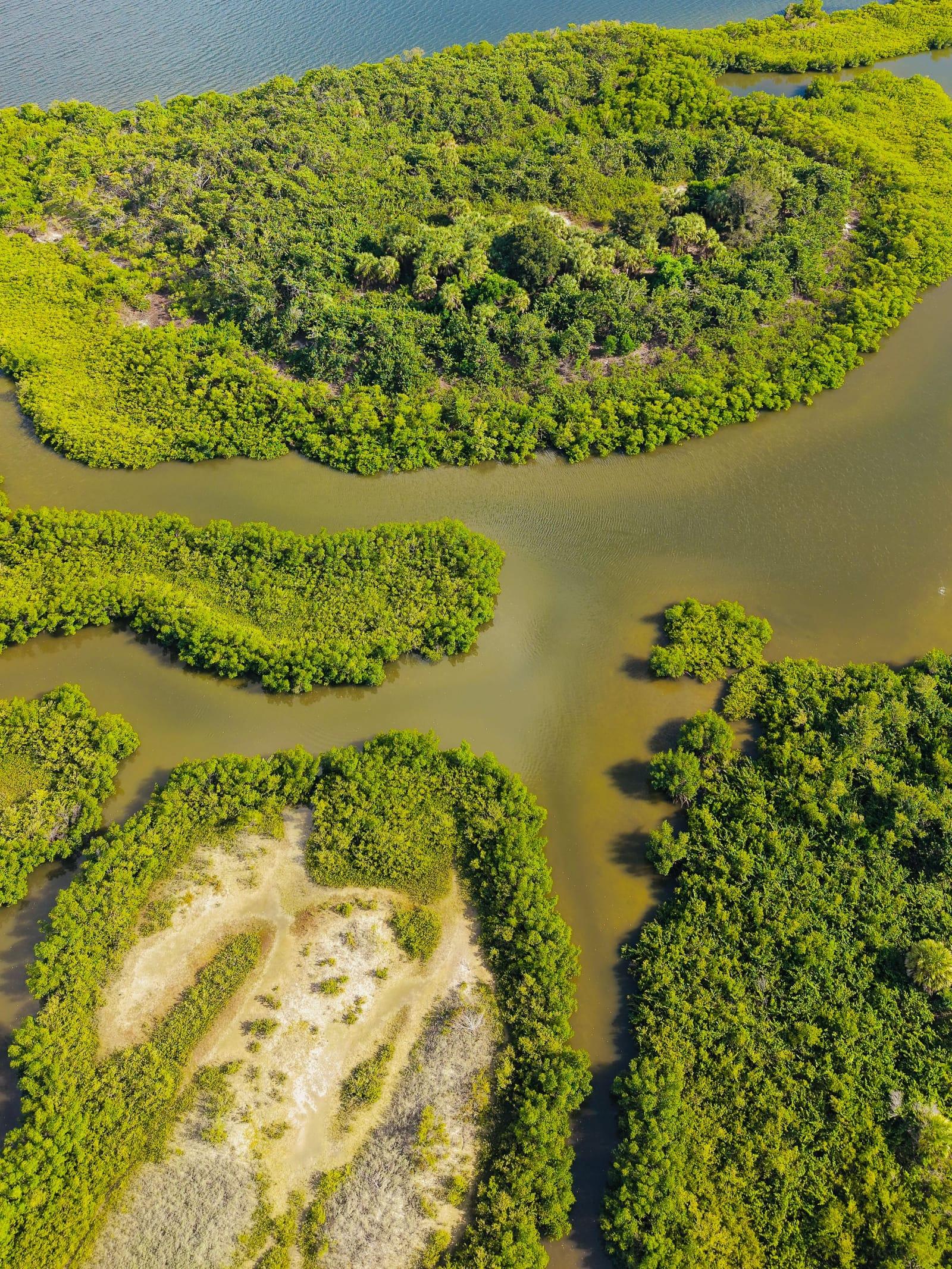 Green mangrove islands and clear water seen from above