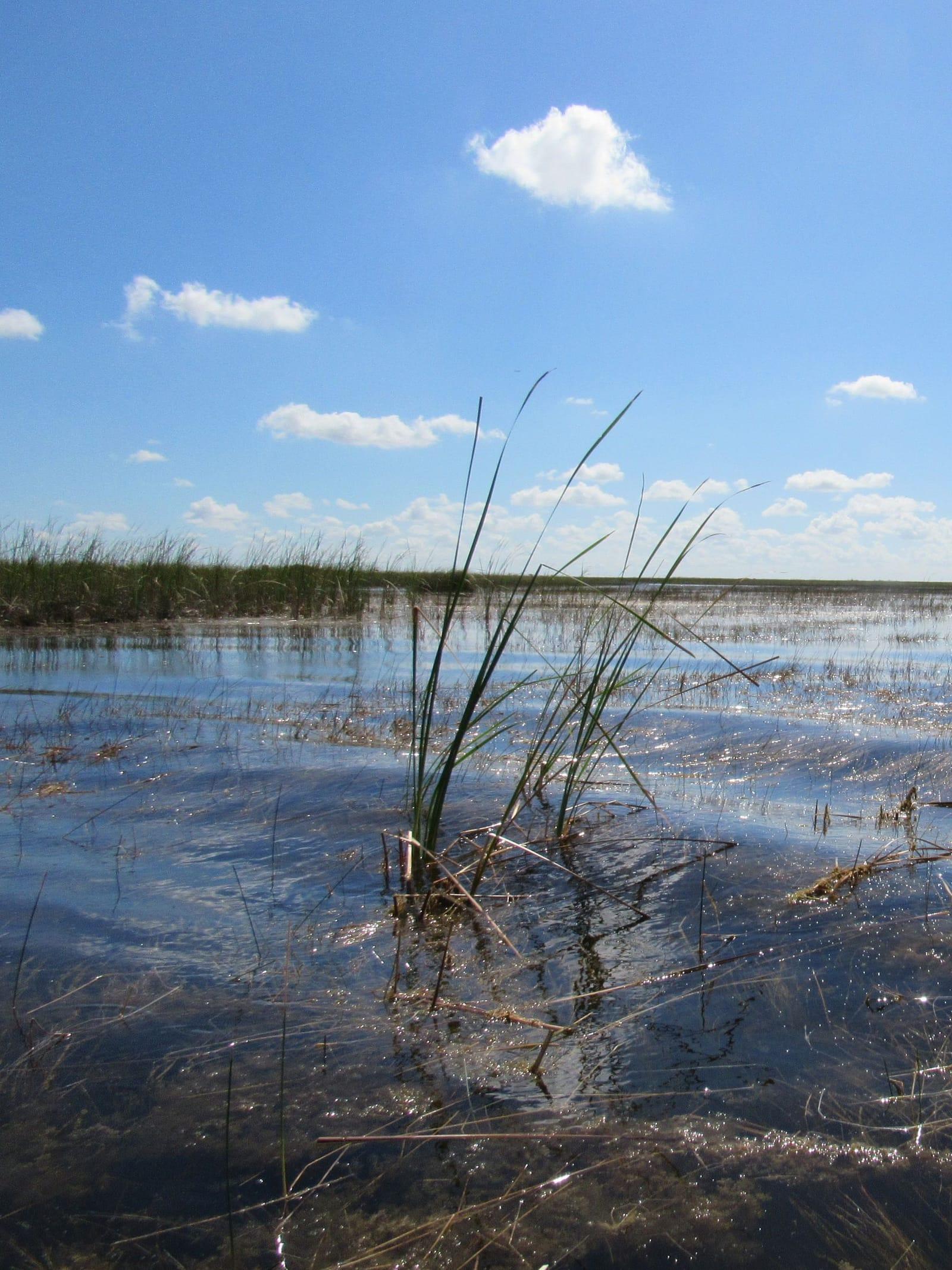 Reeds standing in open wetland water under a blue sky