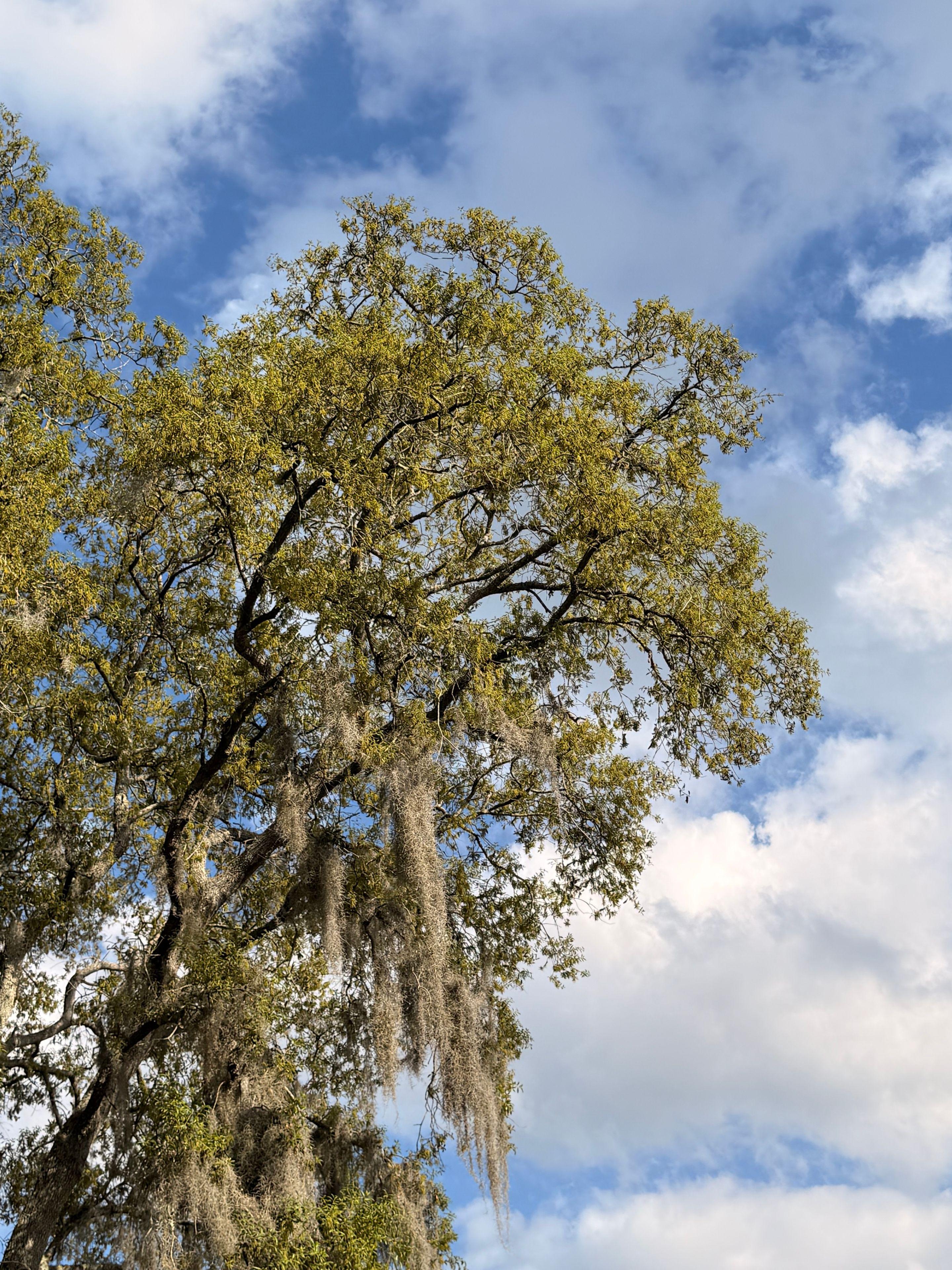 A live oak hung with Spanish moss beside still water near Kissimmee, Florida