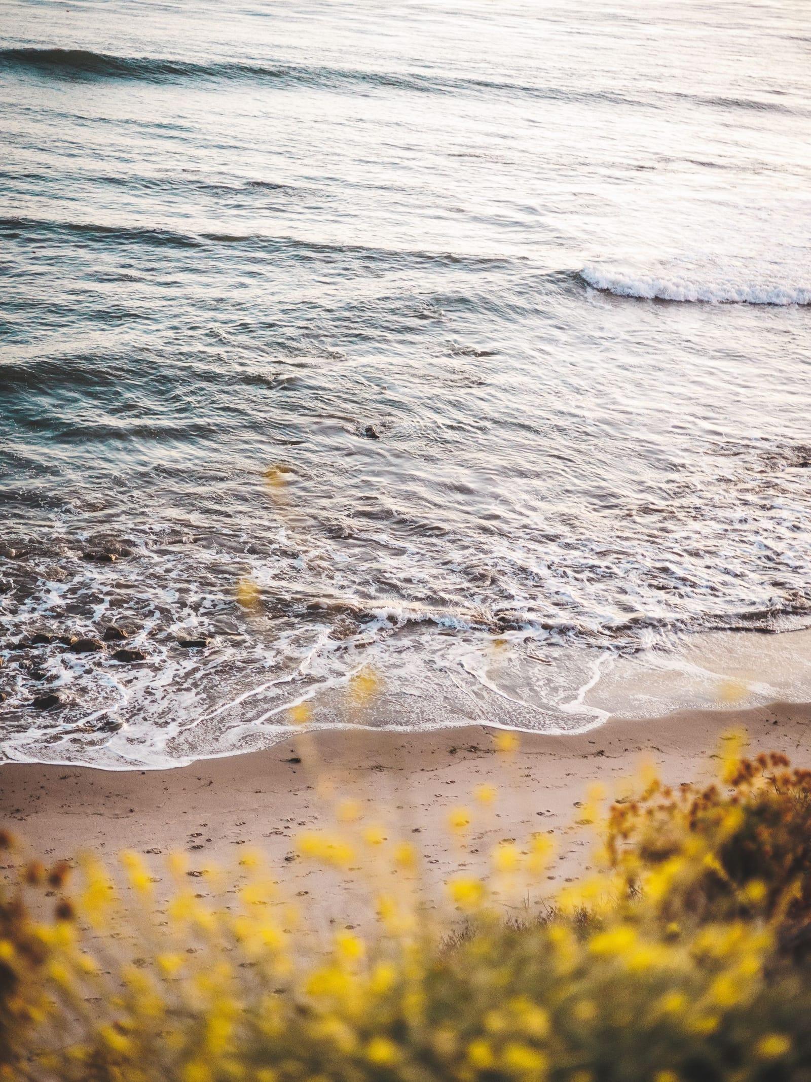 Waves running up a Malibu beach past yellow wildflowers