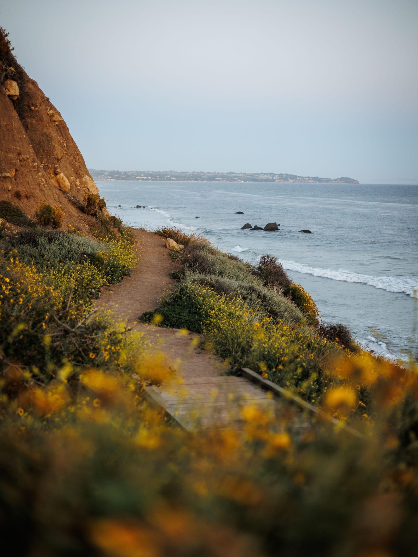 A footpath through wildflowers on a coastal bluff above the Pacific
