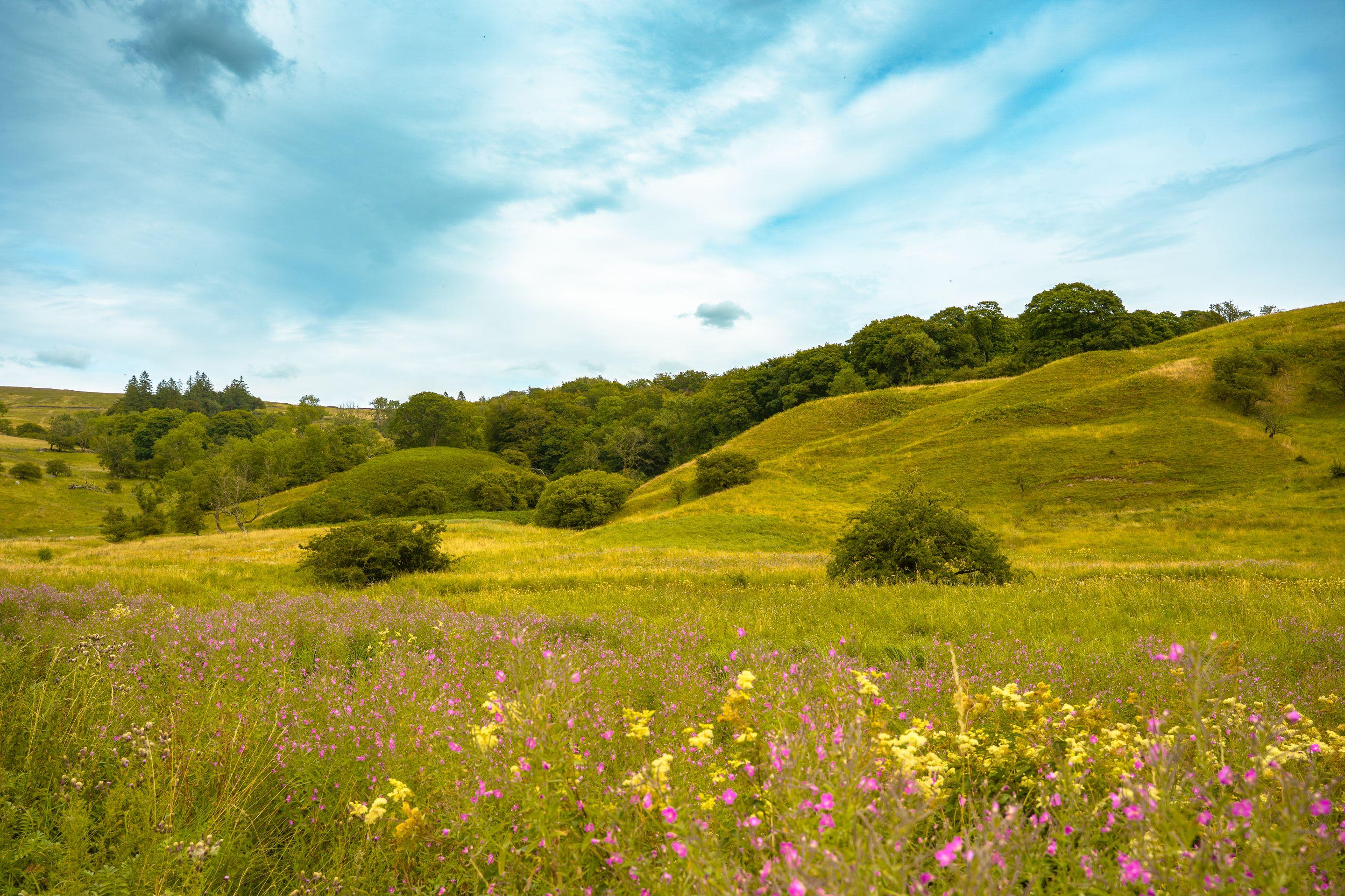 Rolling green and gold hills scattered with oaks and wildflowers under a bright sky