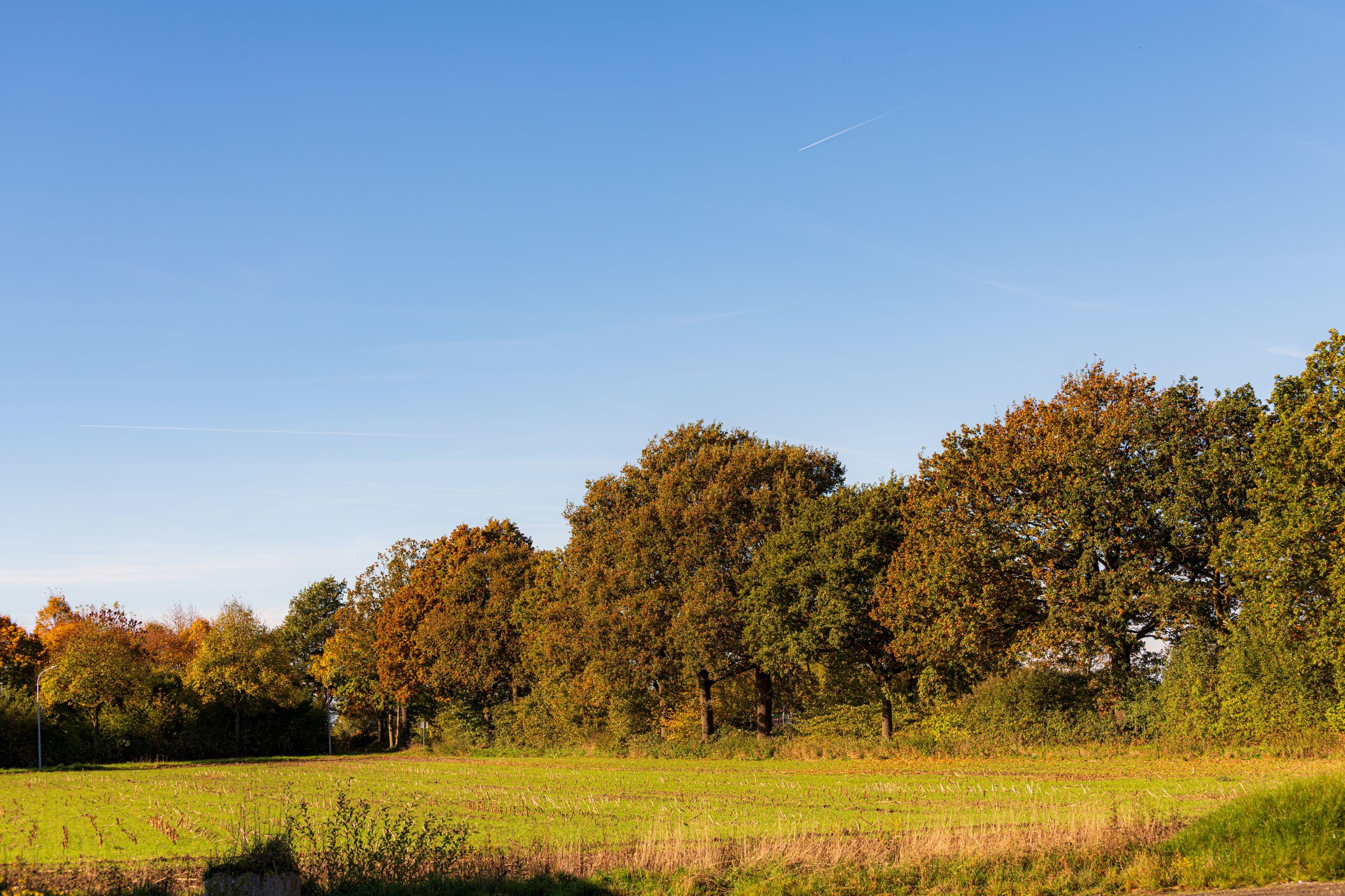 An open autumn meadow and a line of oaks under a clear blue sky