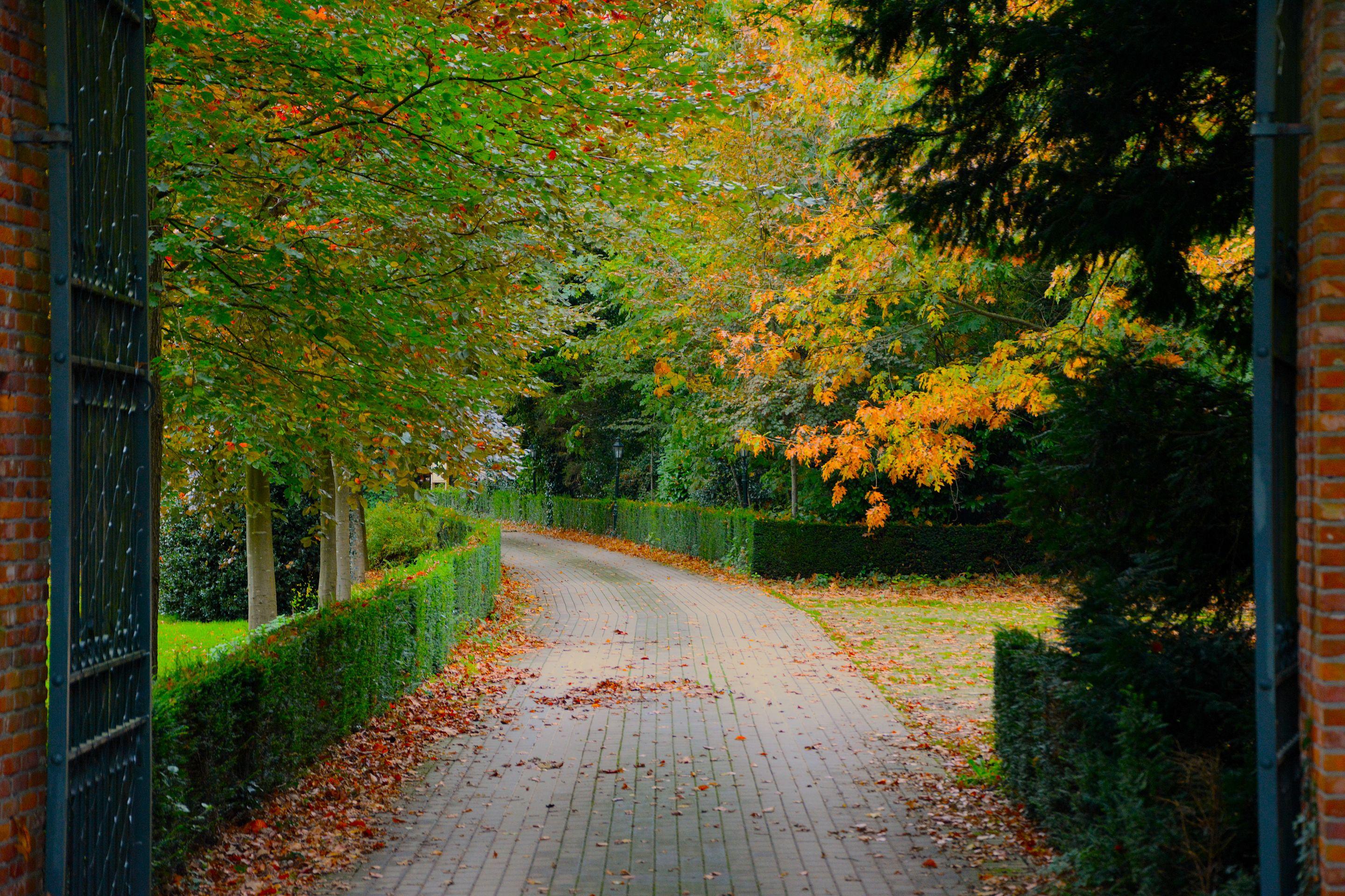 A brick path curving between clipped hedges under trees turning color