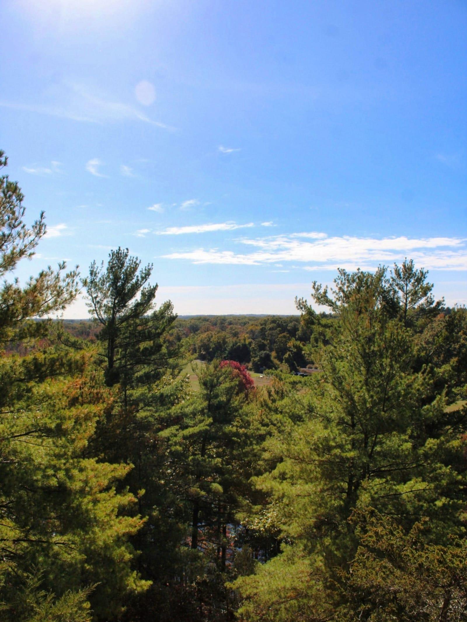 Tall trees in a green Massachusetts forest under an open sky