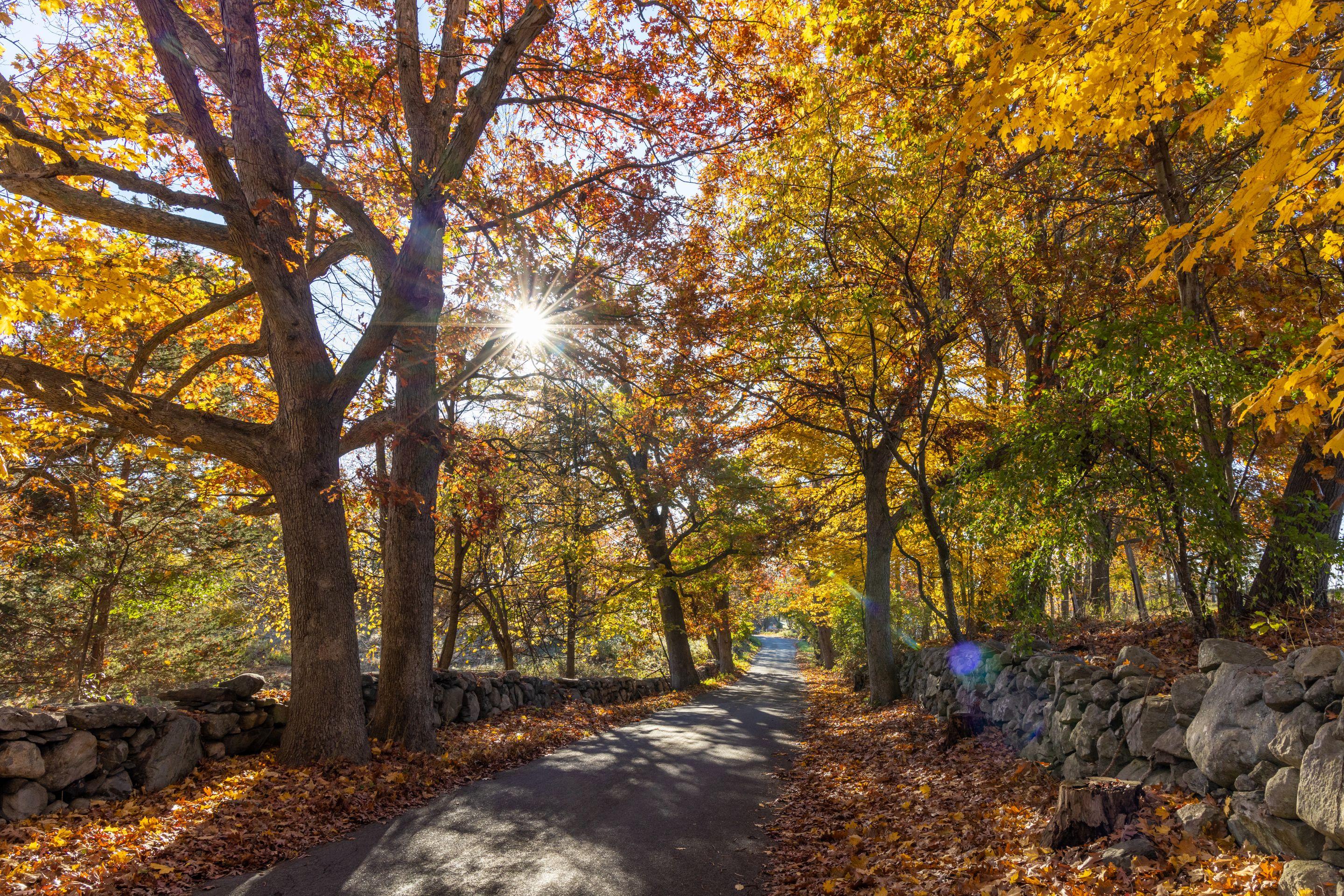 A sunlit road running between trees in full autumn colour in Southborough, Massachusetts