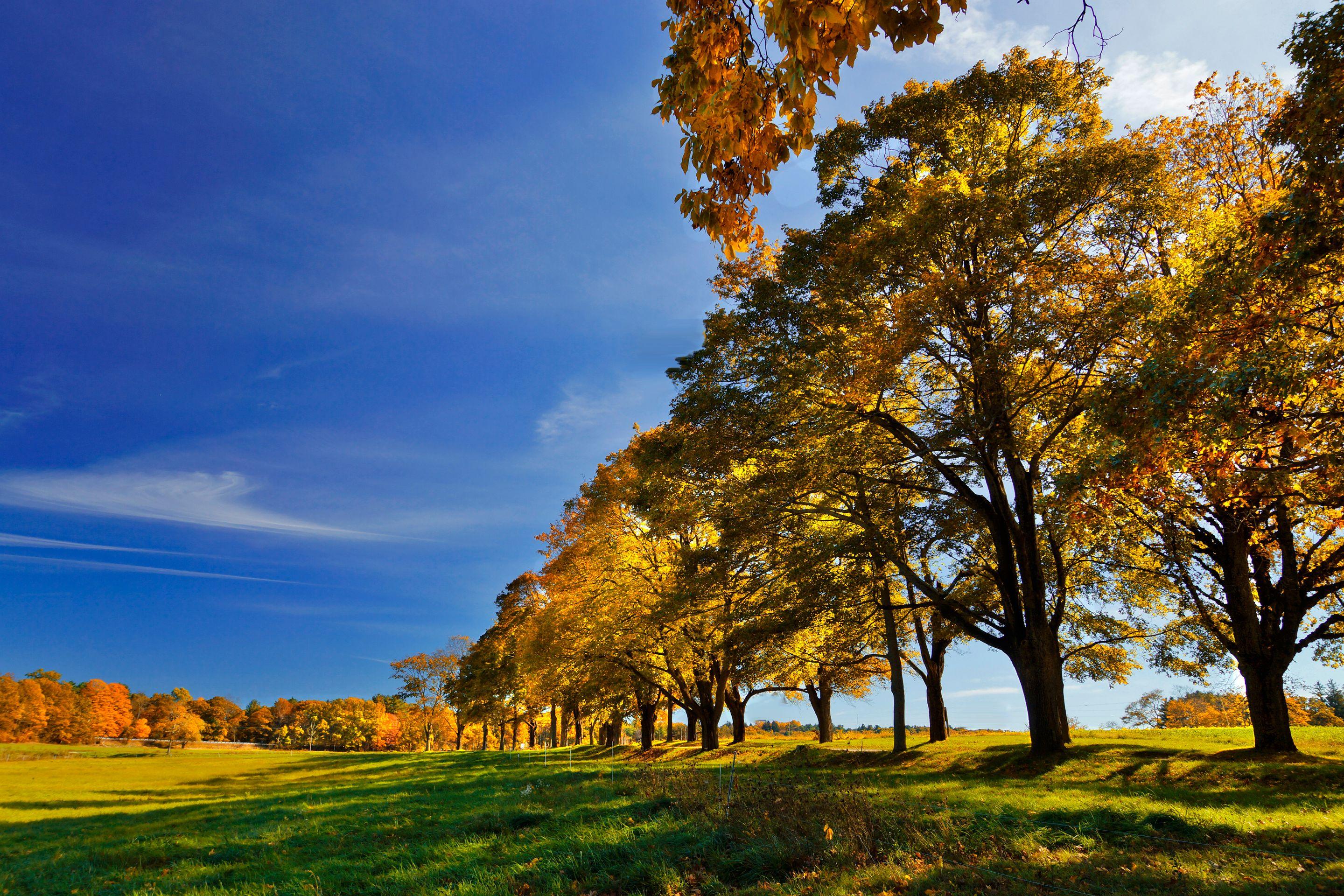 Broad autumn trees along the edge of a green lawn under a deep blue sky