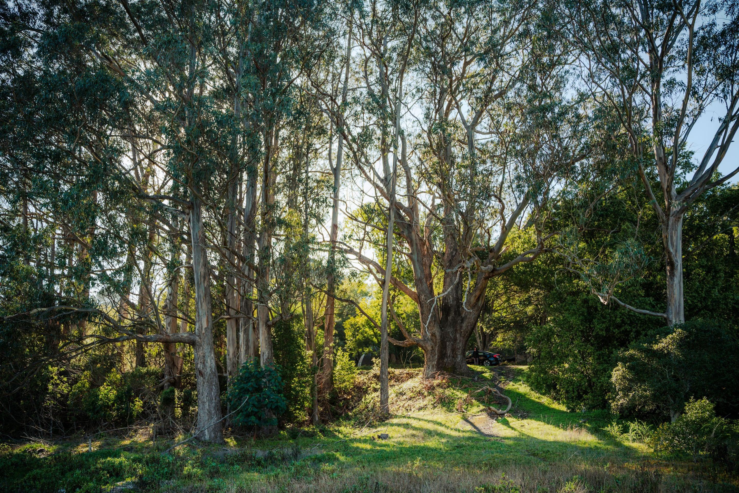 Tall eucalyptus trees around a sunlit green clearing