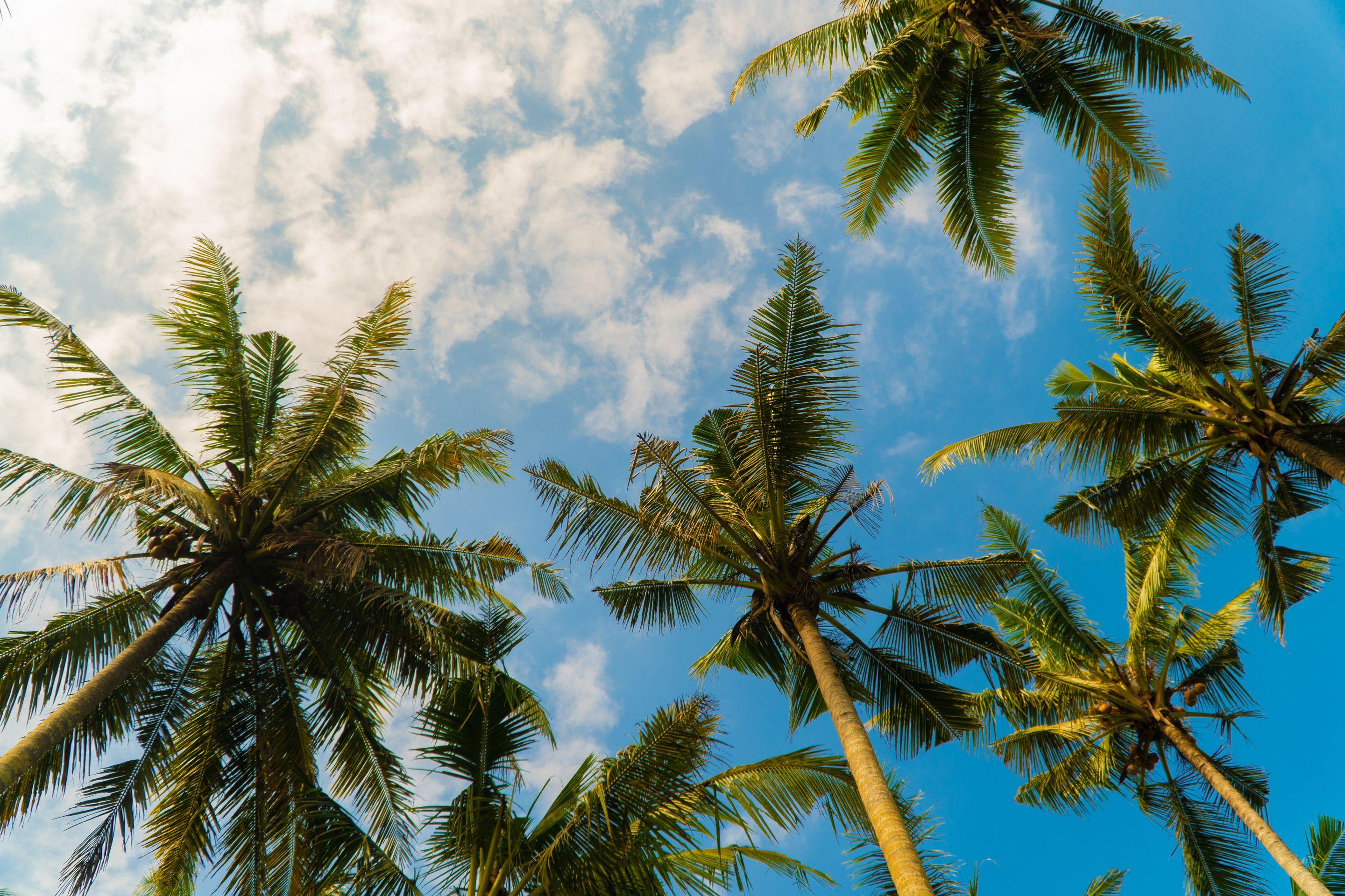 Coconut palms seen from below against blue sky and white cloud