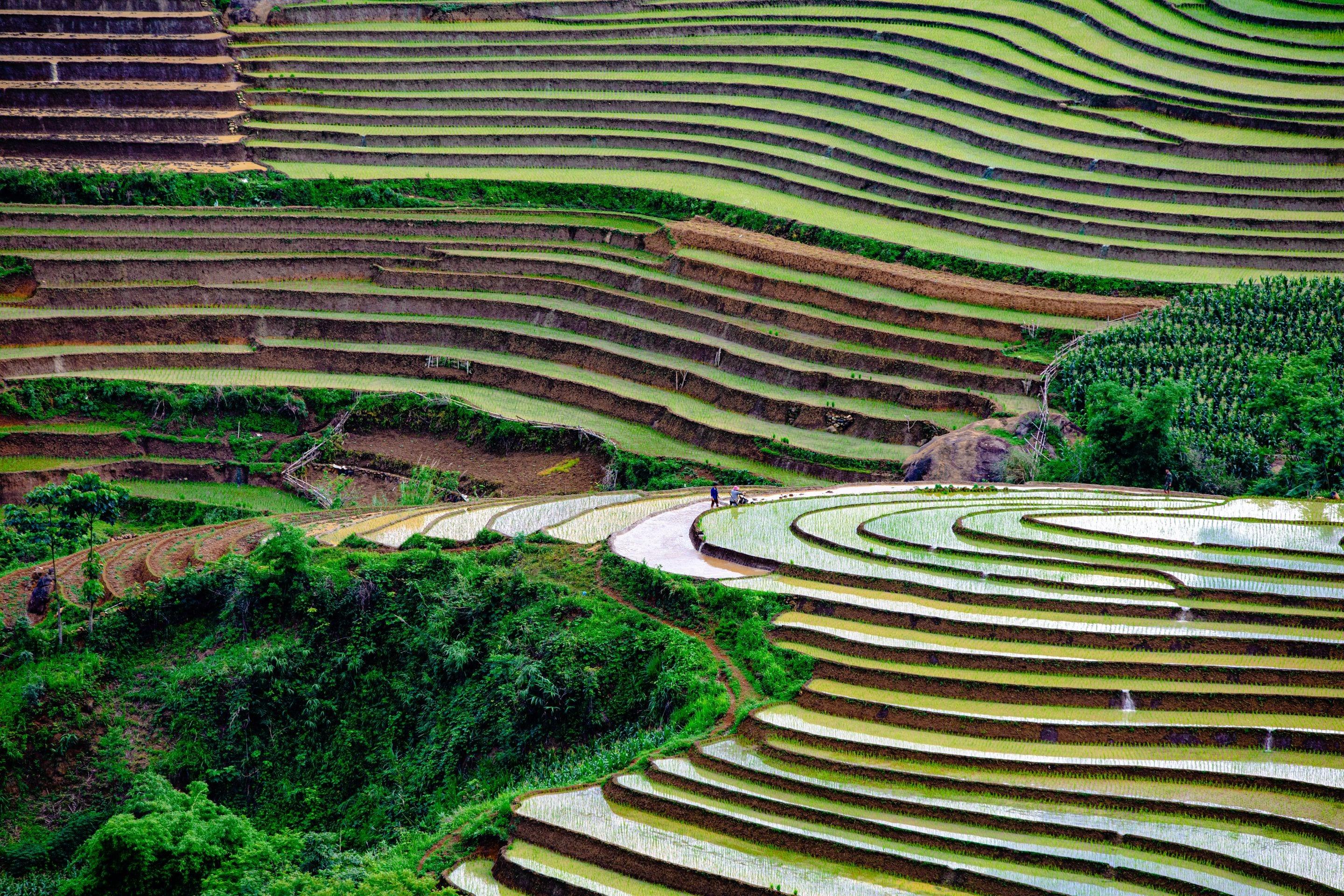 Curved green rice terraces stepping down a hillside in bright sunlight
