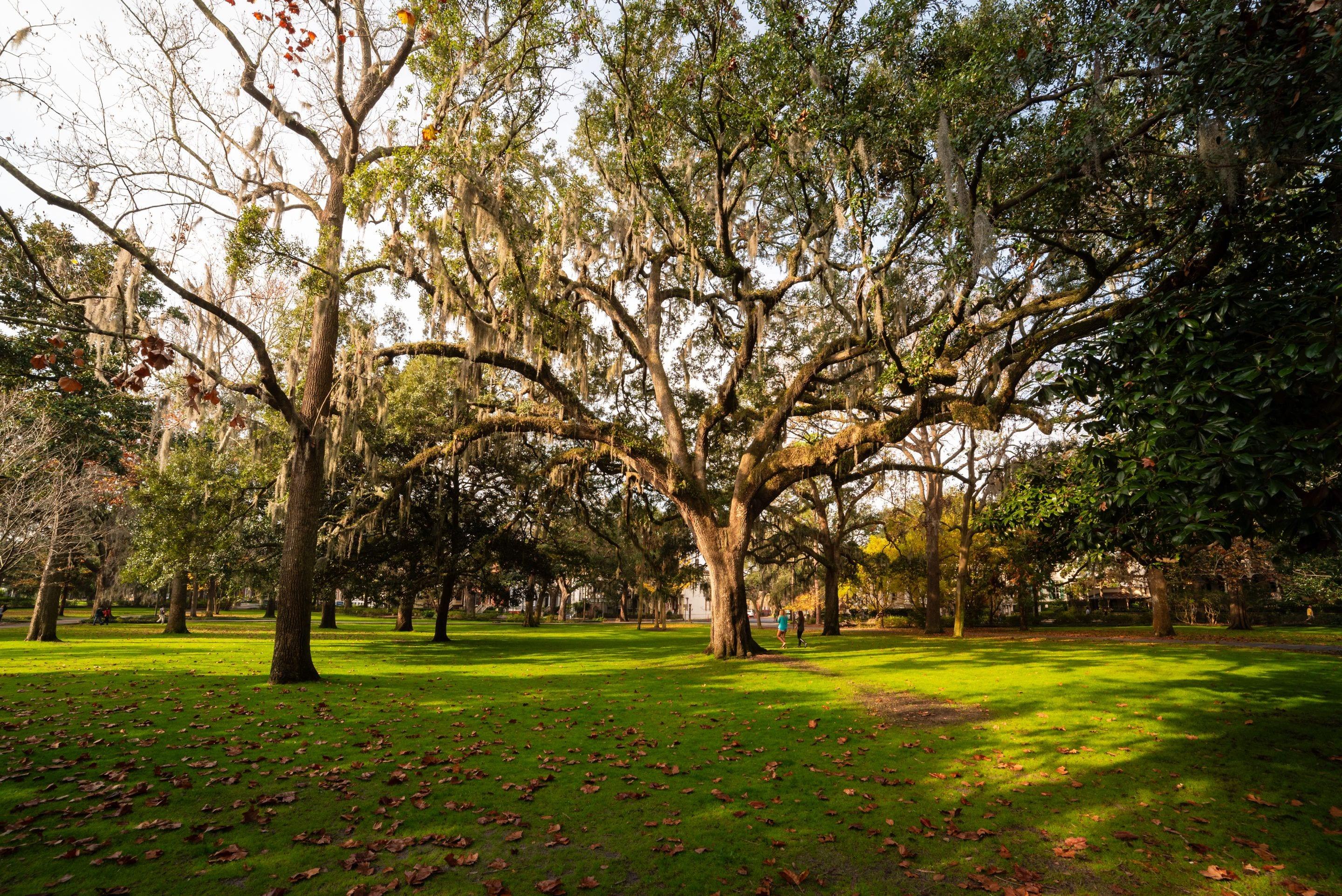 Live oaks hung with Spanish moss spreading over a bright green lawn