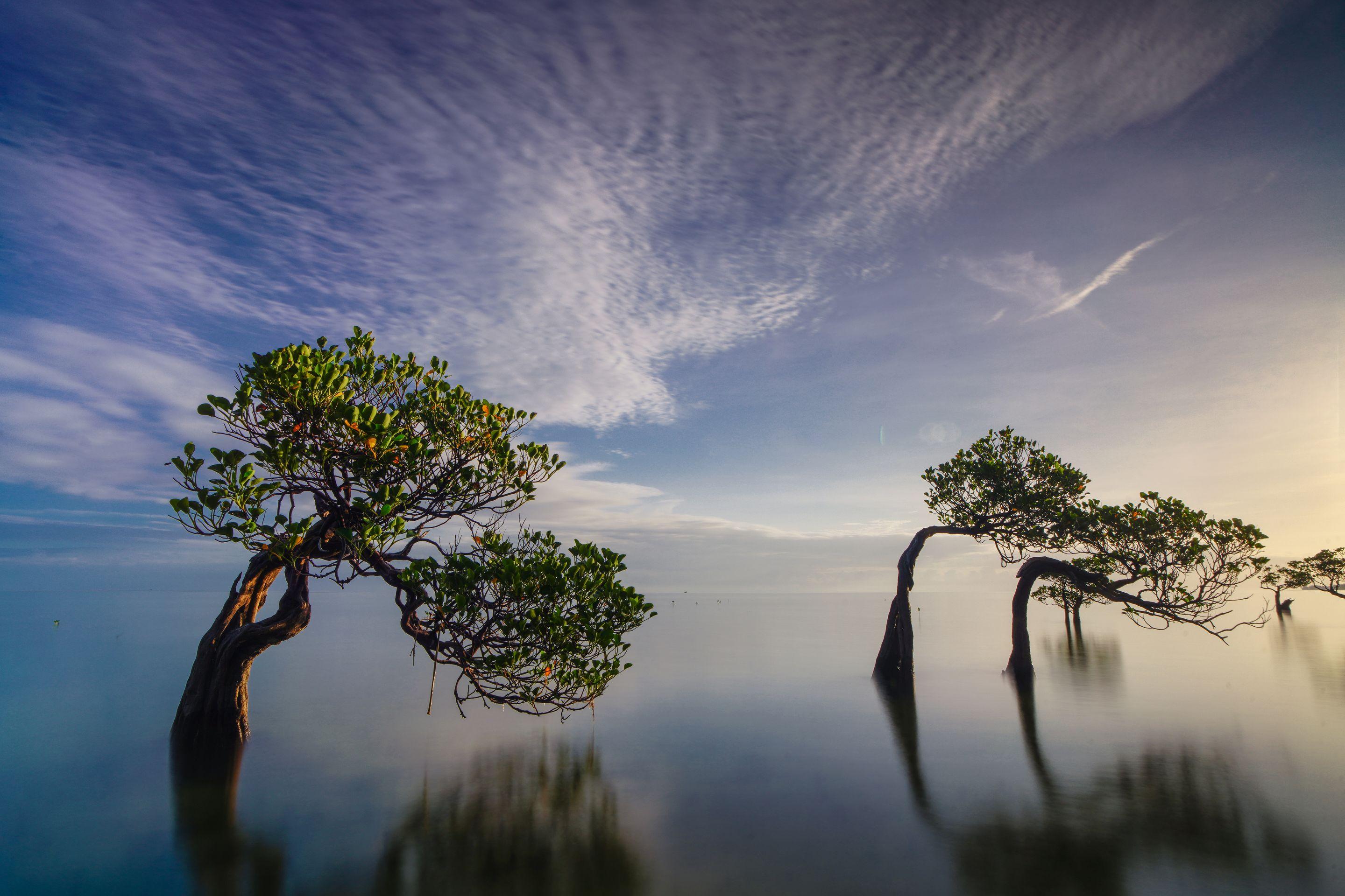 Two low mangroves standing in glass-still water under a wide sky streaked with cirrus