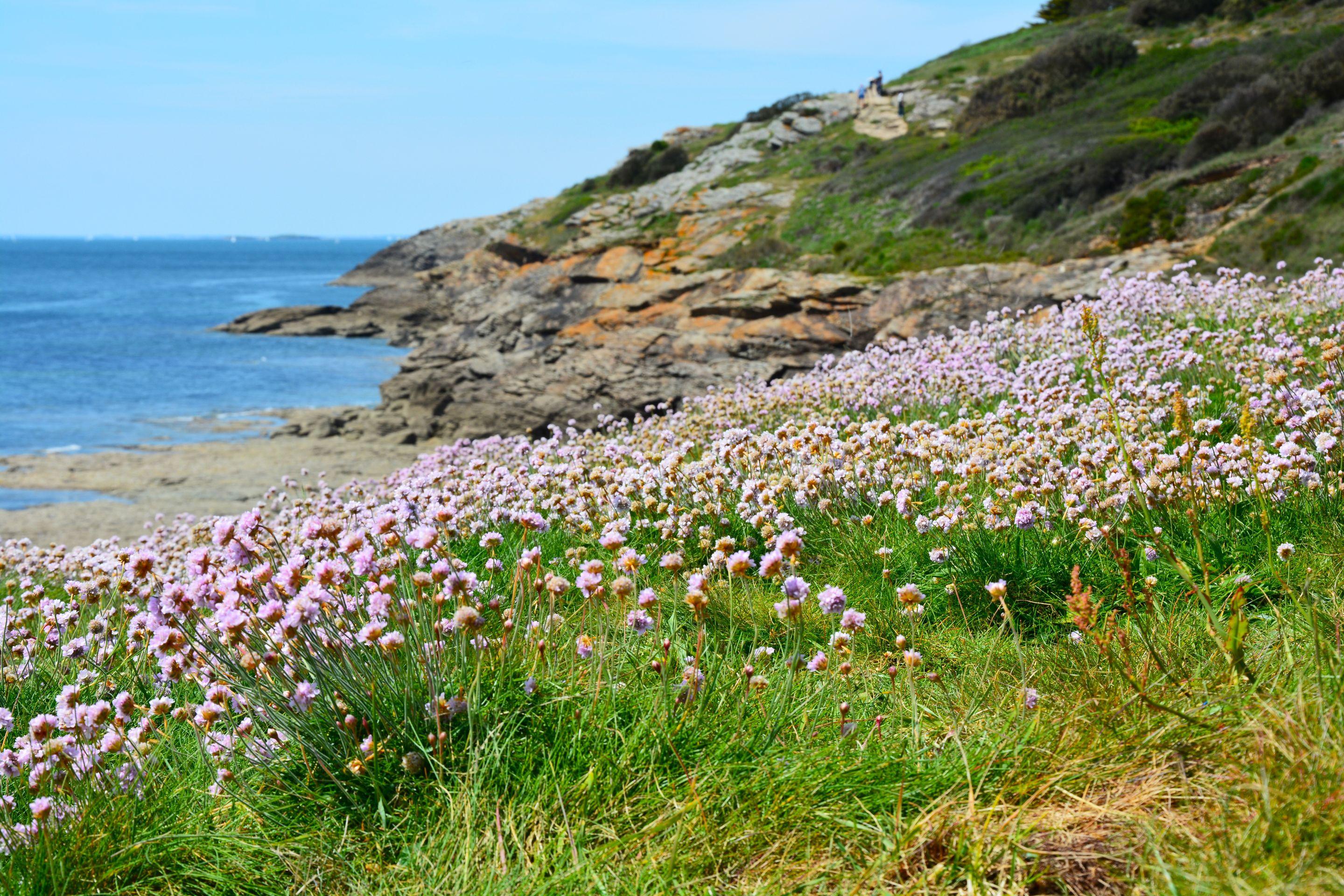 Pink sea thrift flowering across a green clifftop above blue water
