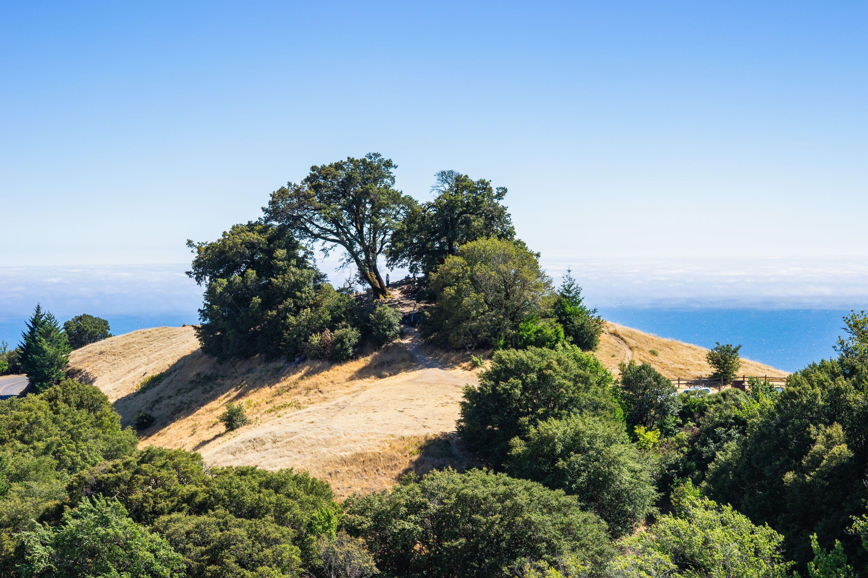 A single oak on a golden hilltop above the blue ocean under a clear sky
